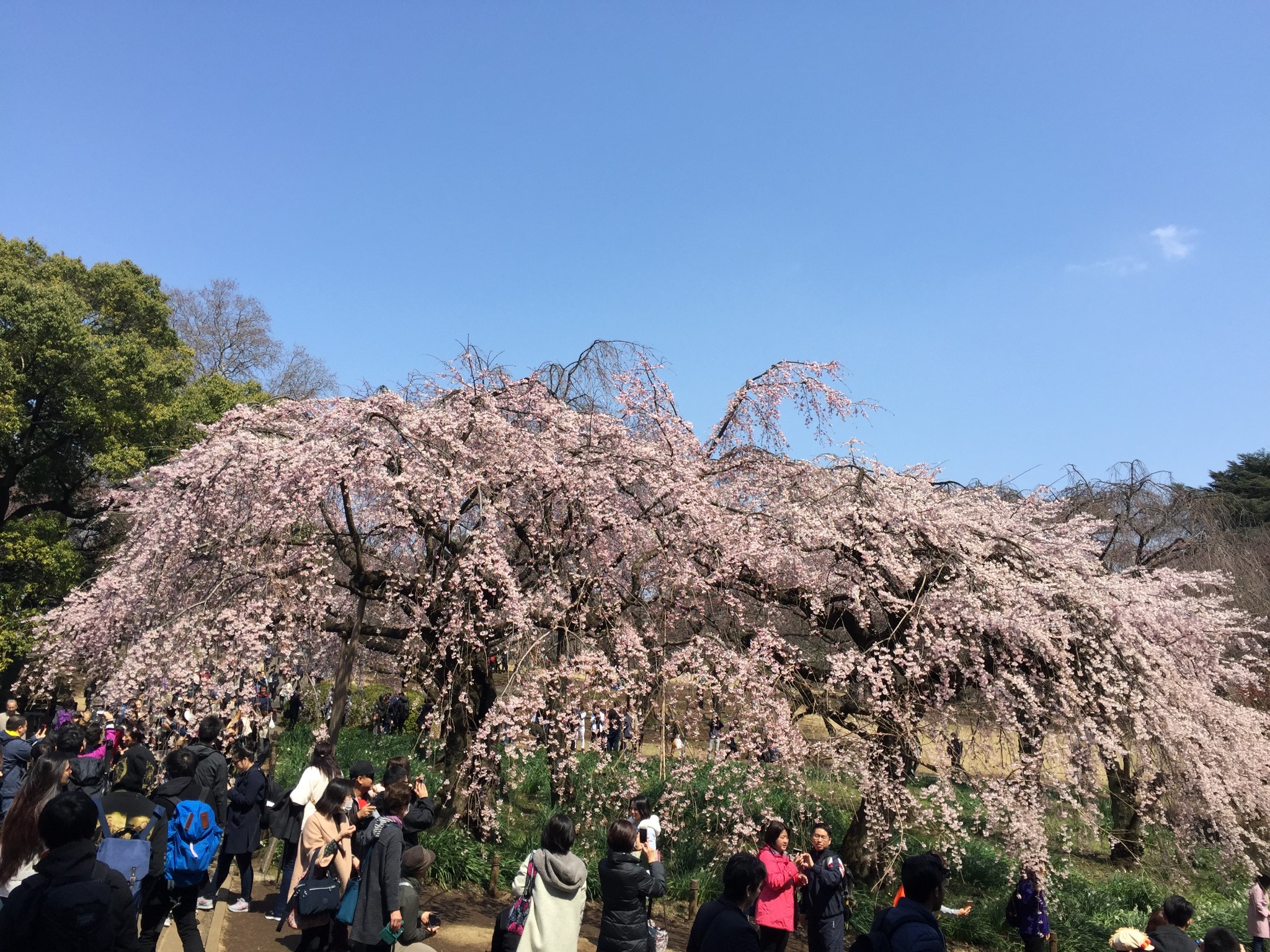 東京自助遊攻略