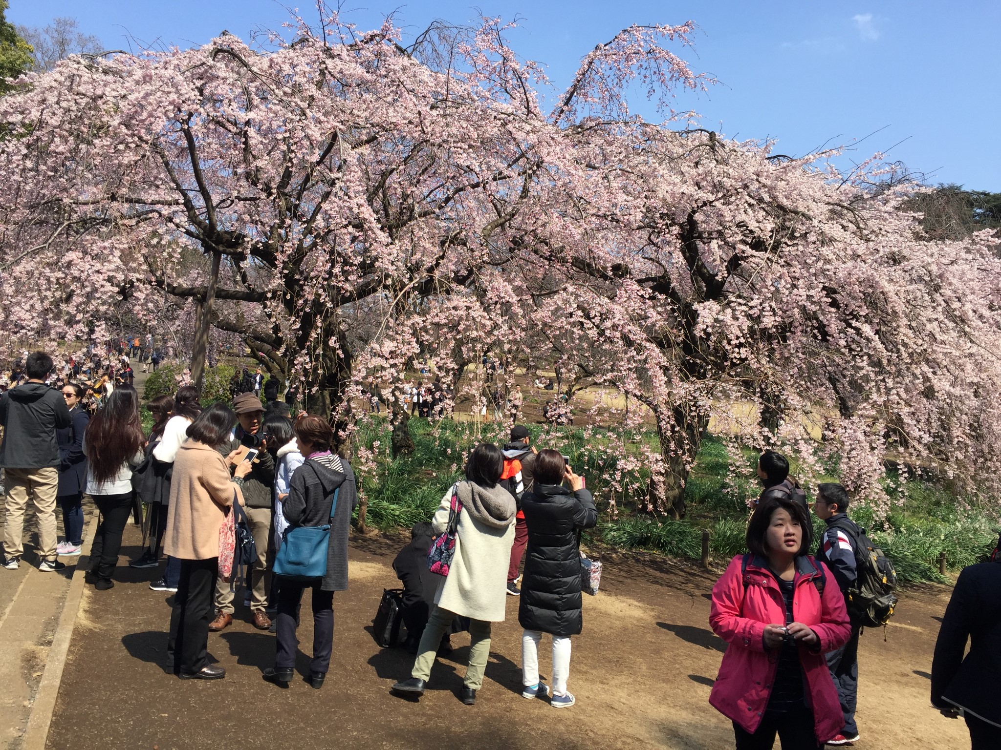 東京自助遊攻略