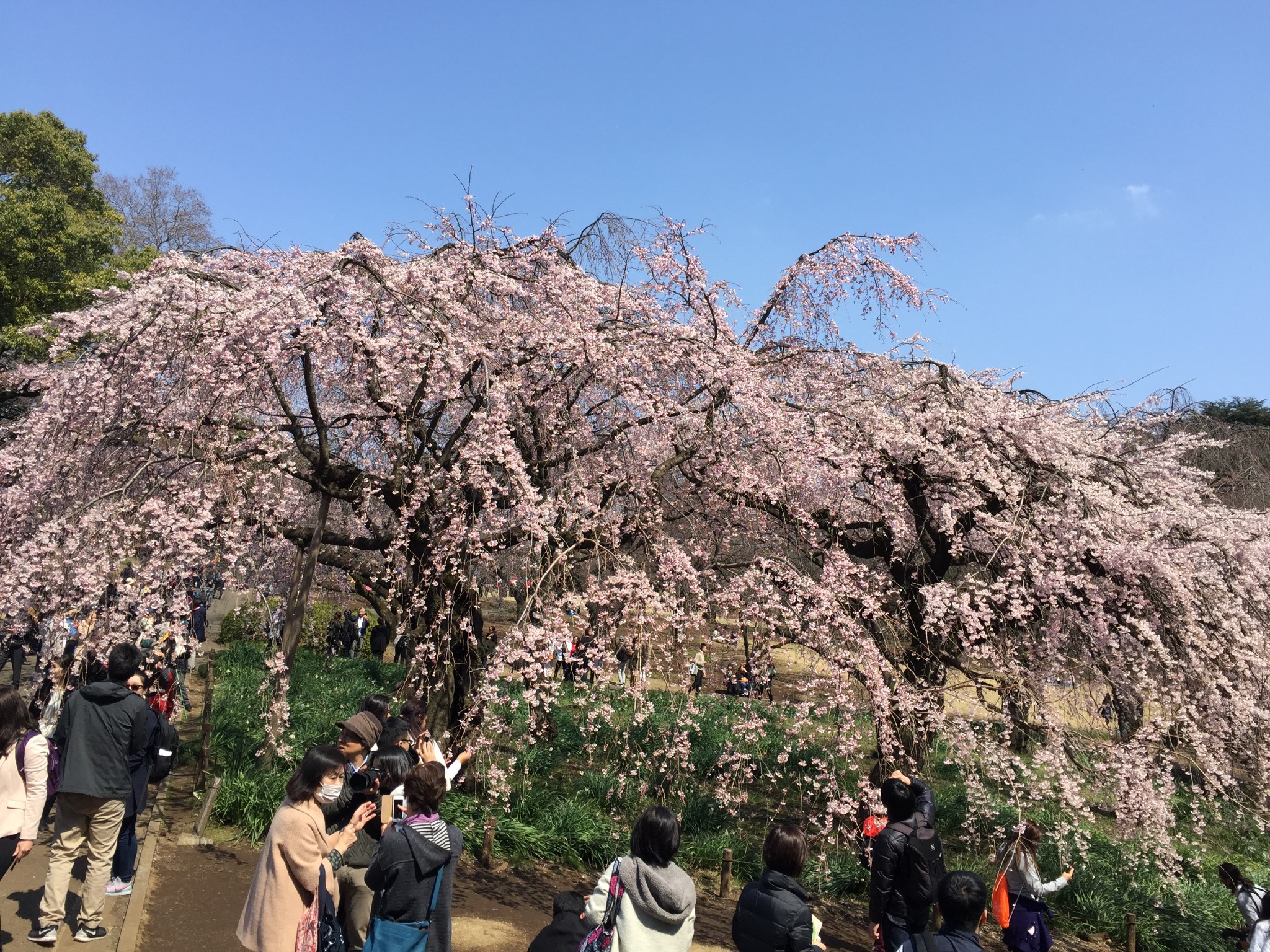 東京自助遊攻略