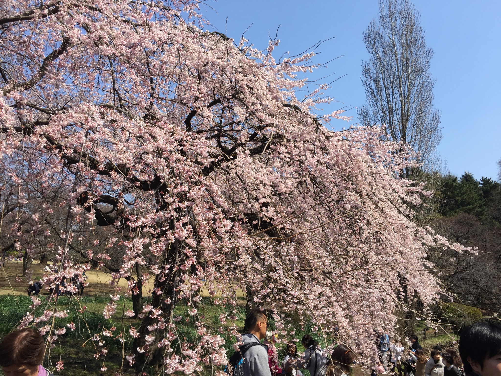 東京自助遊攻略