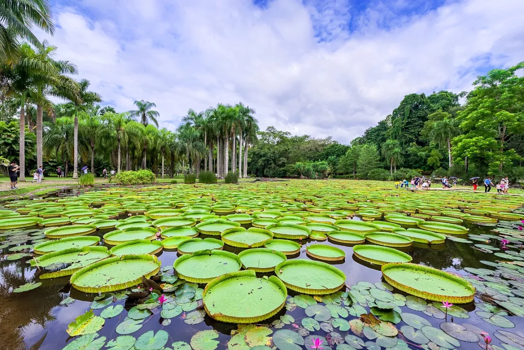 酒店早餐后前往热带雨林【勐仑植物园】,又名中国科学院西双版纳热带