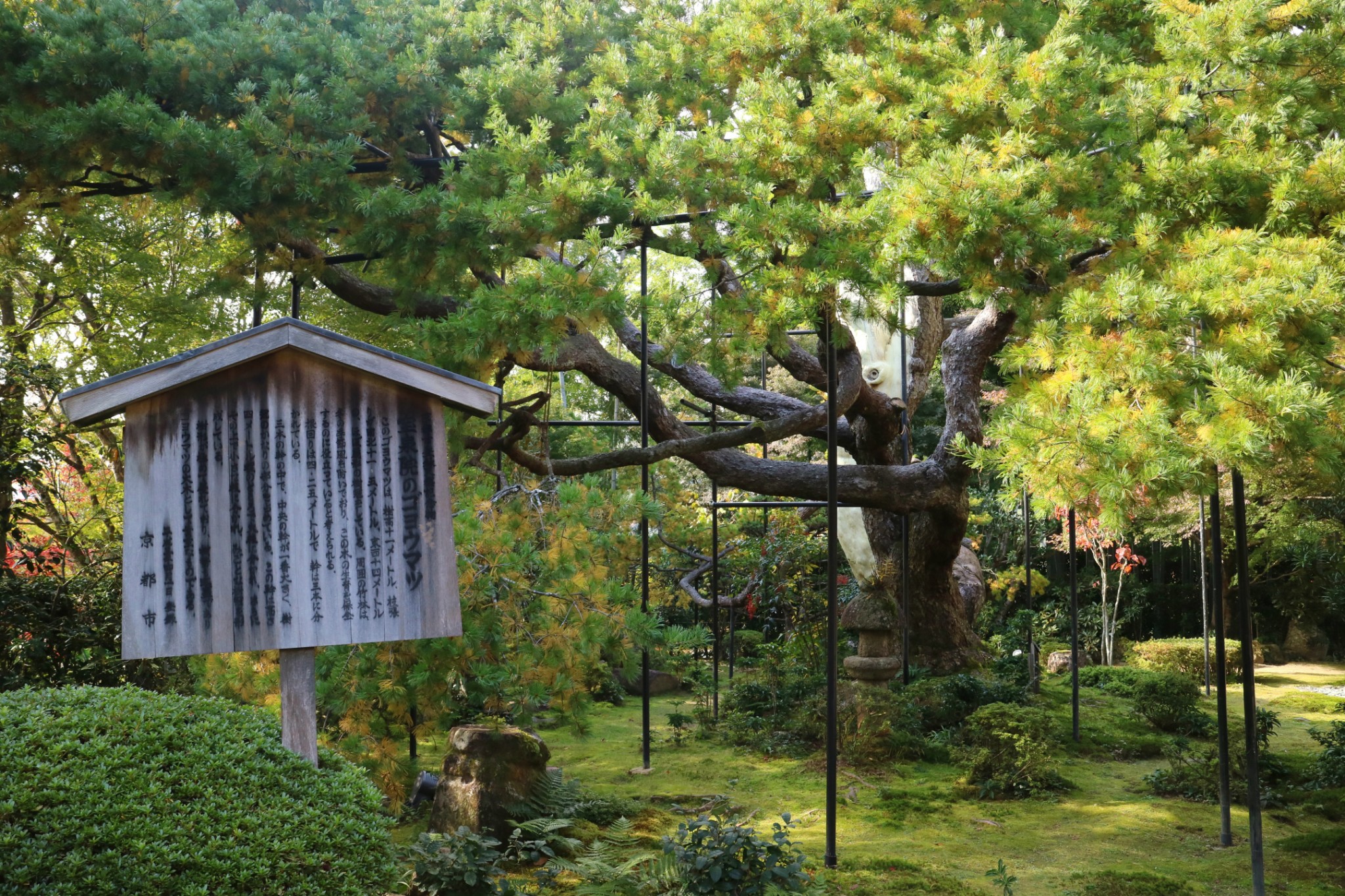 京都自助遊攻略