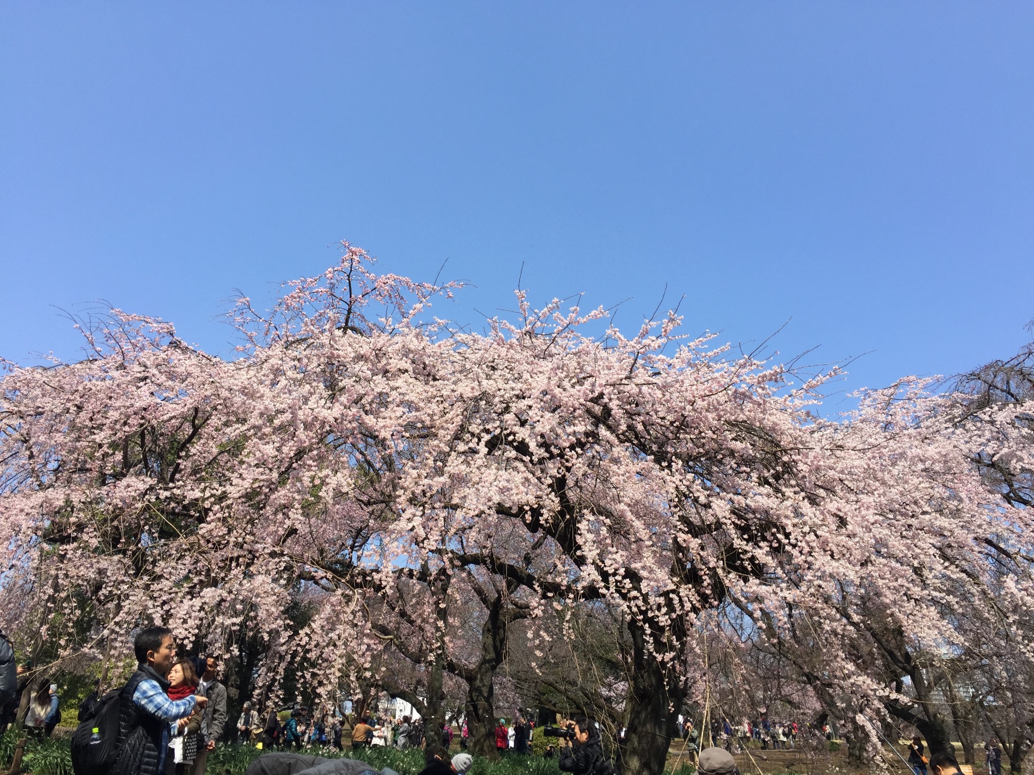 東京自助遊攻略