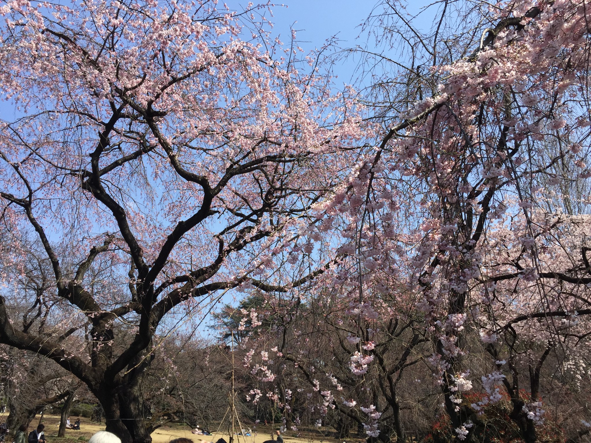 東京自助遊攻略