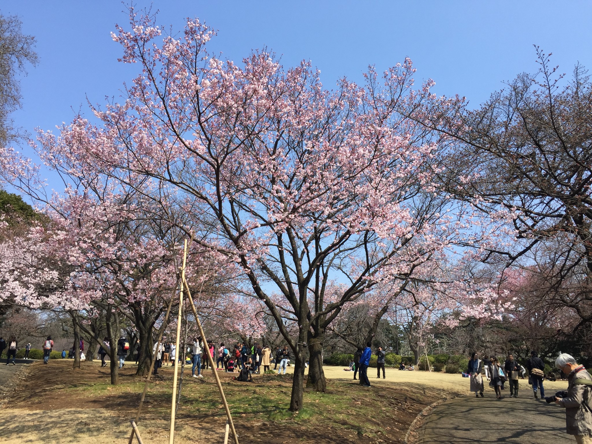 東京自助遊攻略