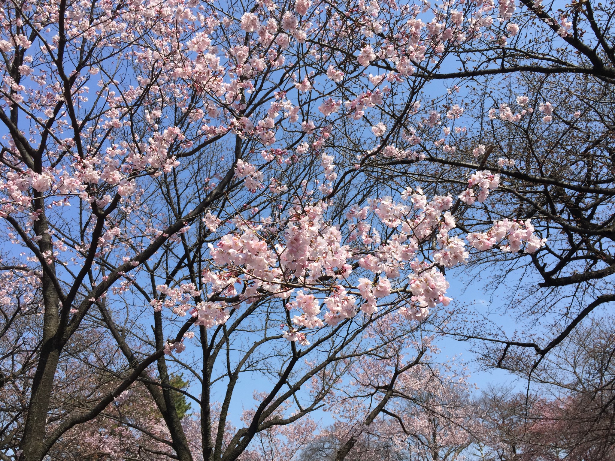 東京自助遊攻略