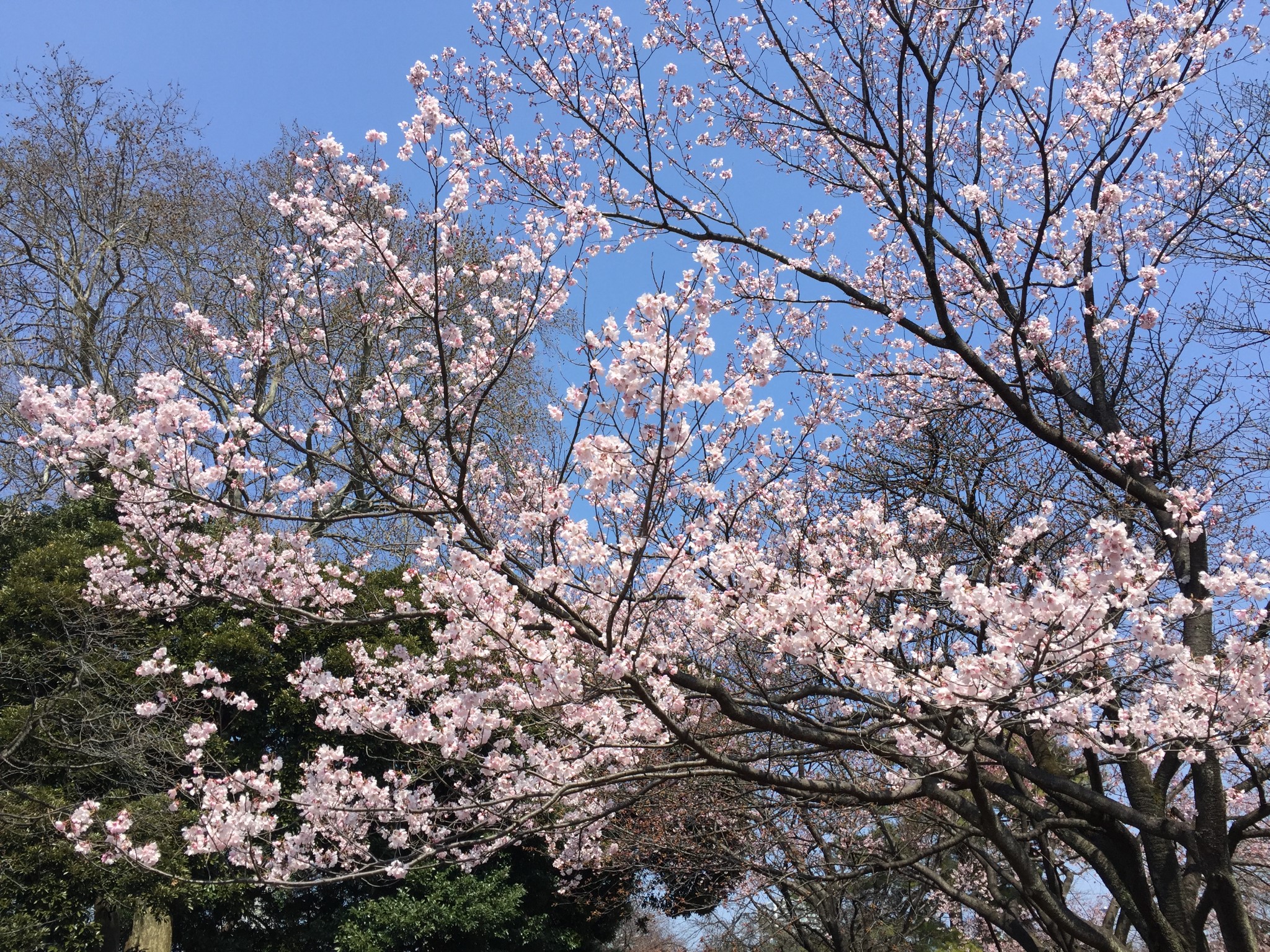 東京自助遊攻略