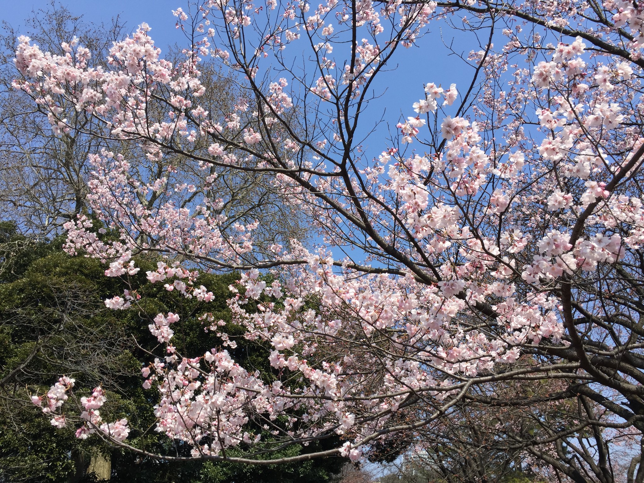 東京自助遊攻略