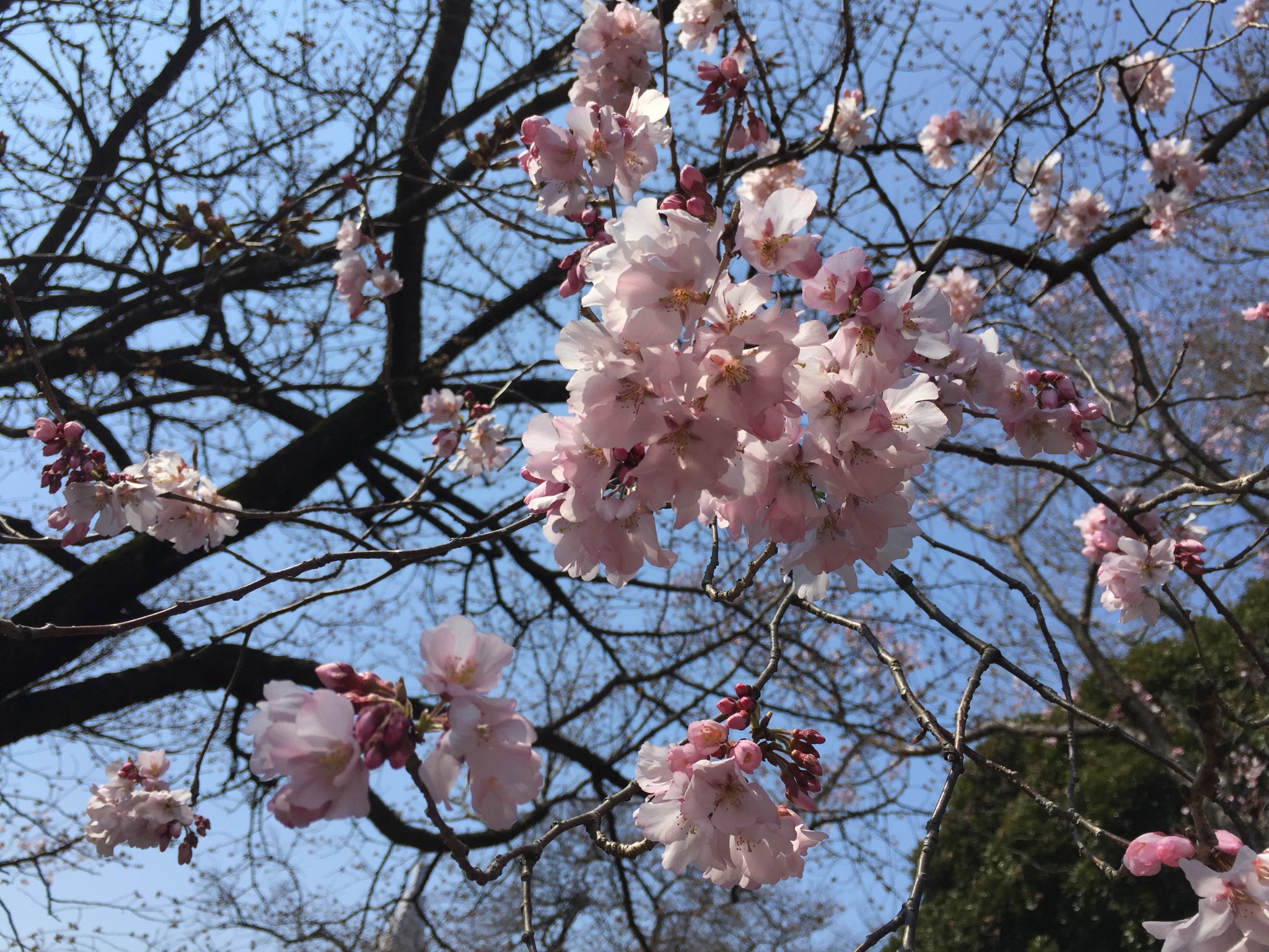 東京自助遊攻略