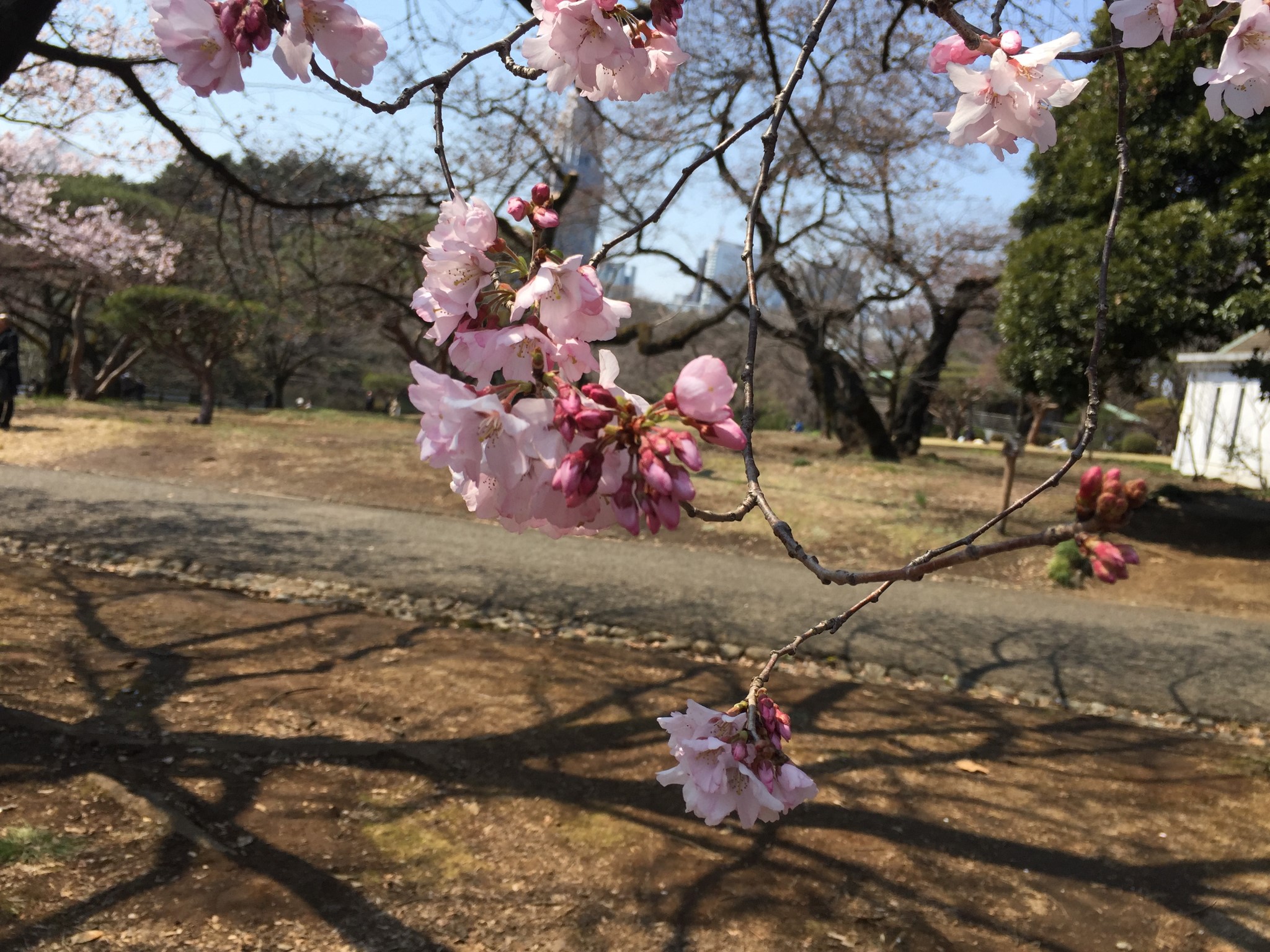 東京自助遊攻略