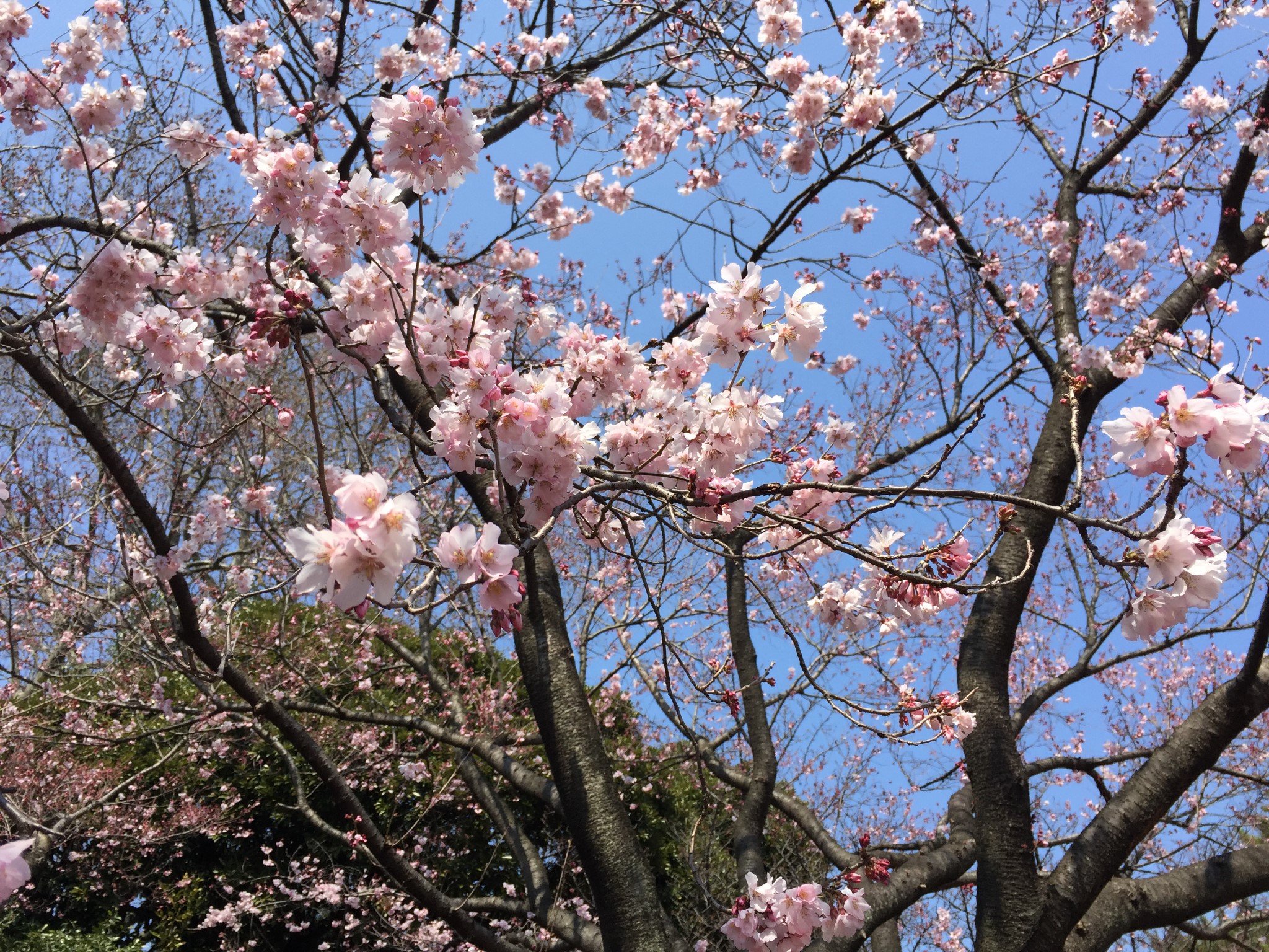 東京自助遊攻略