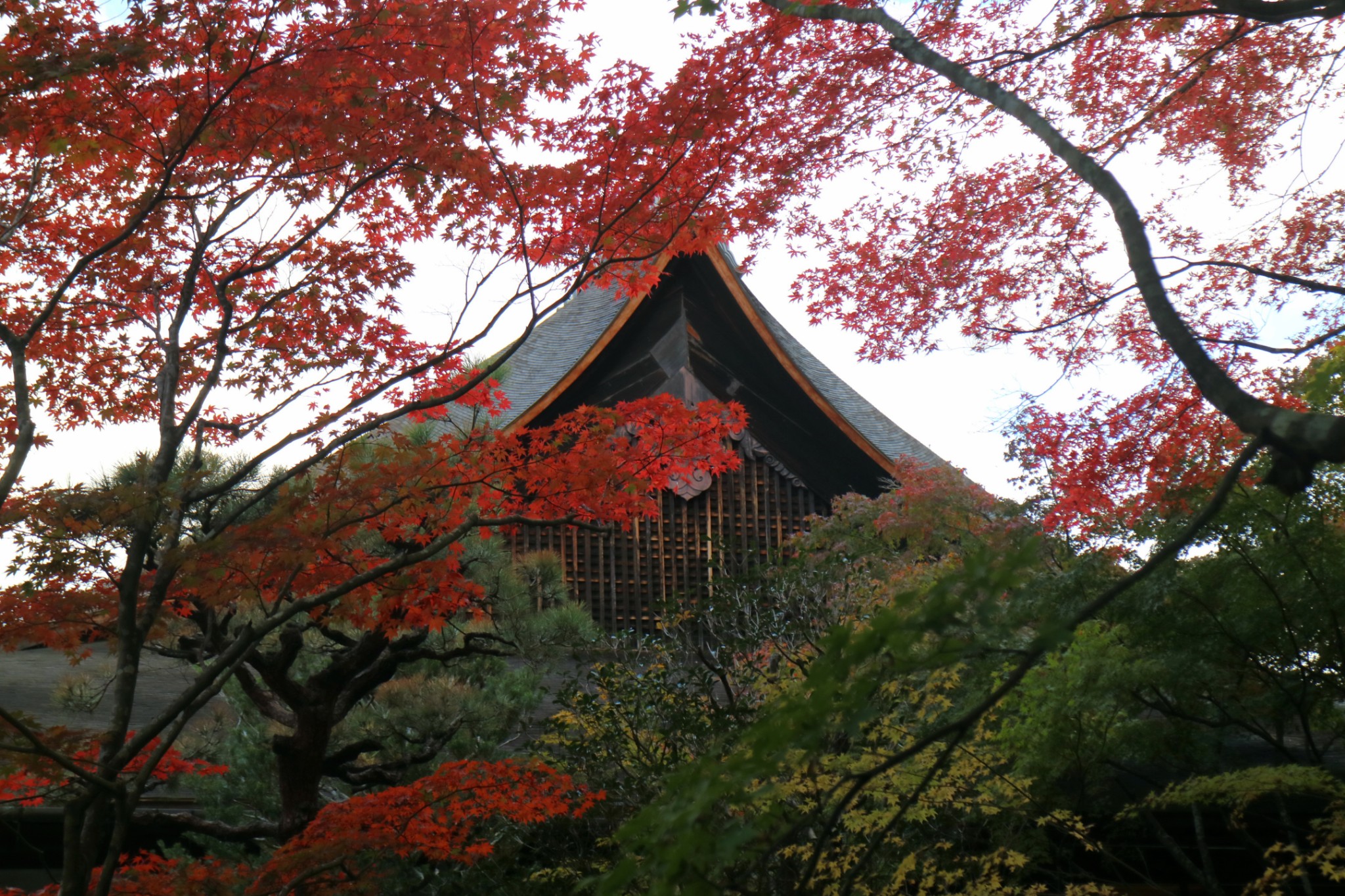 京都自助遊攻略