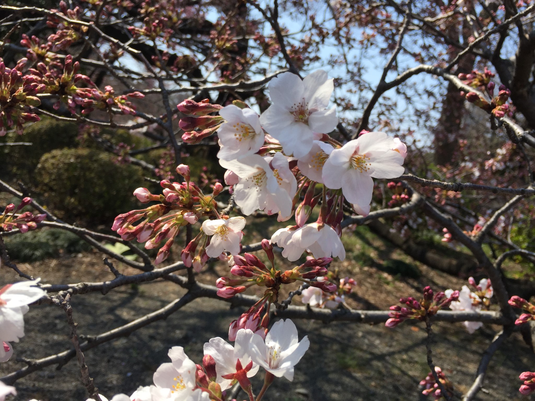 東京自助遊攻略