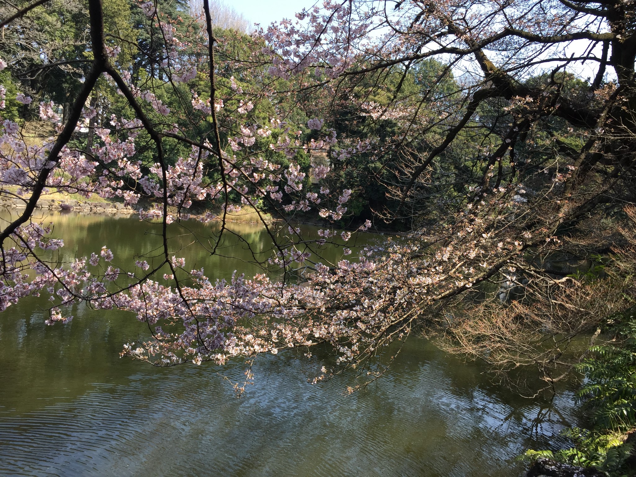 東京自助遊攻略