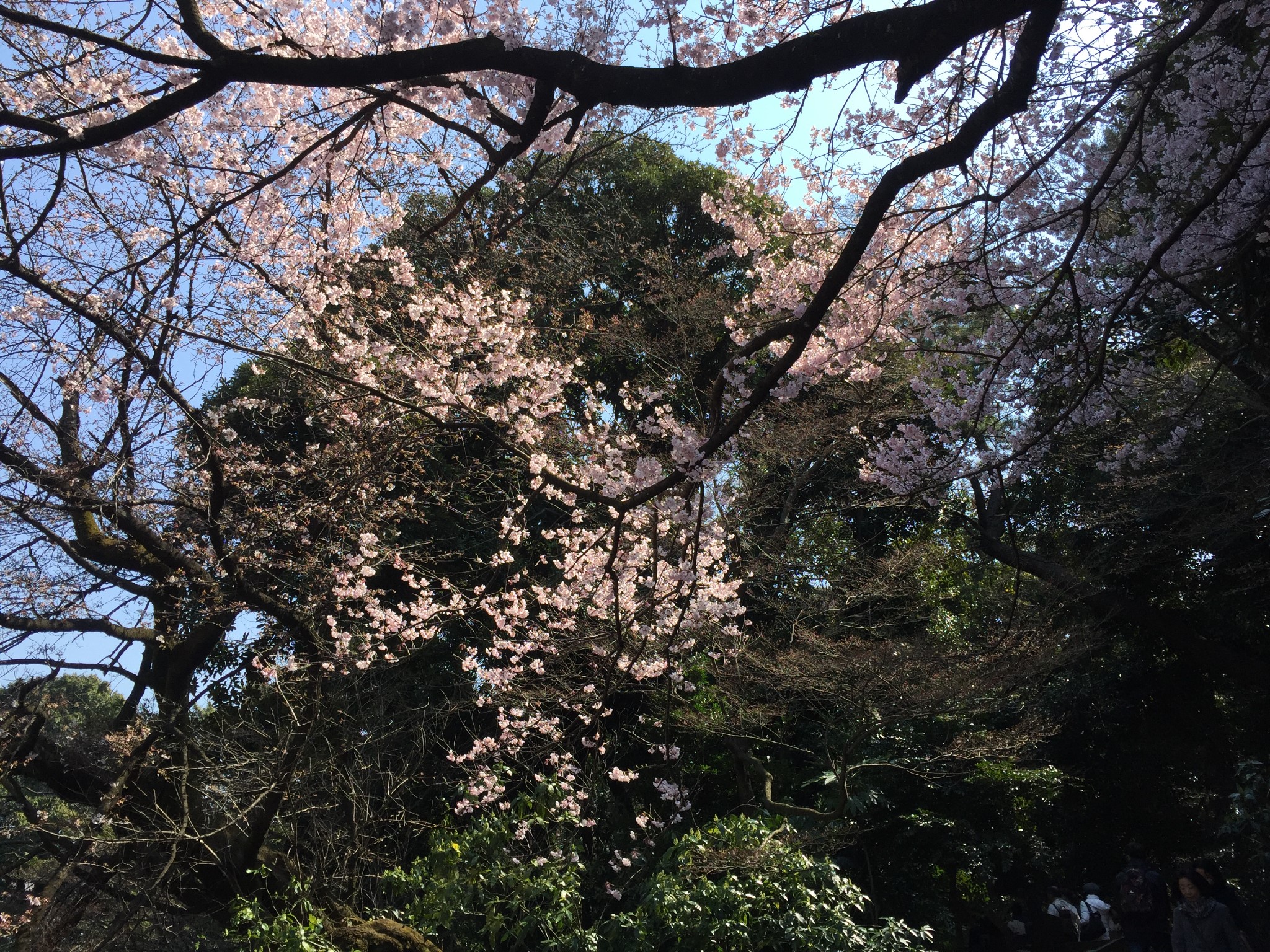 東京自助遊攻略