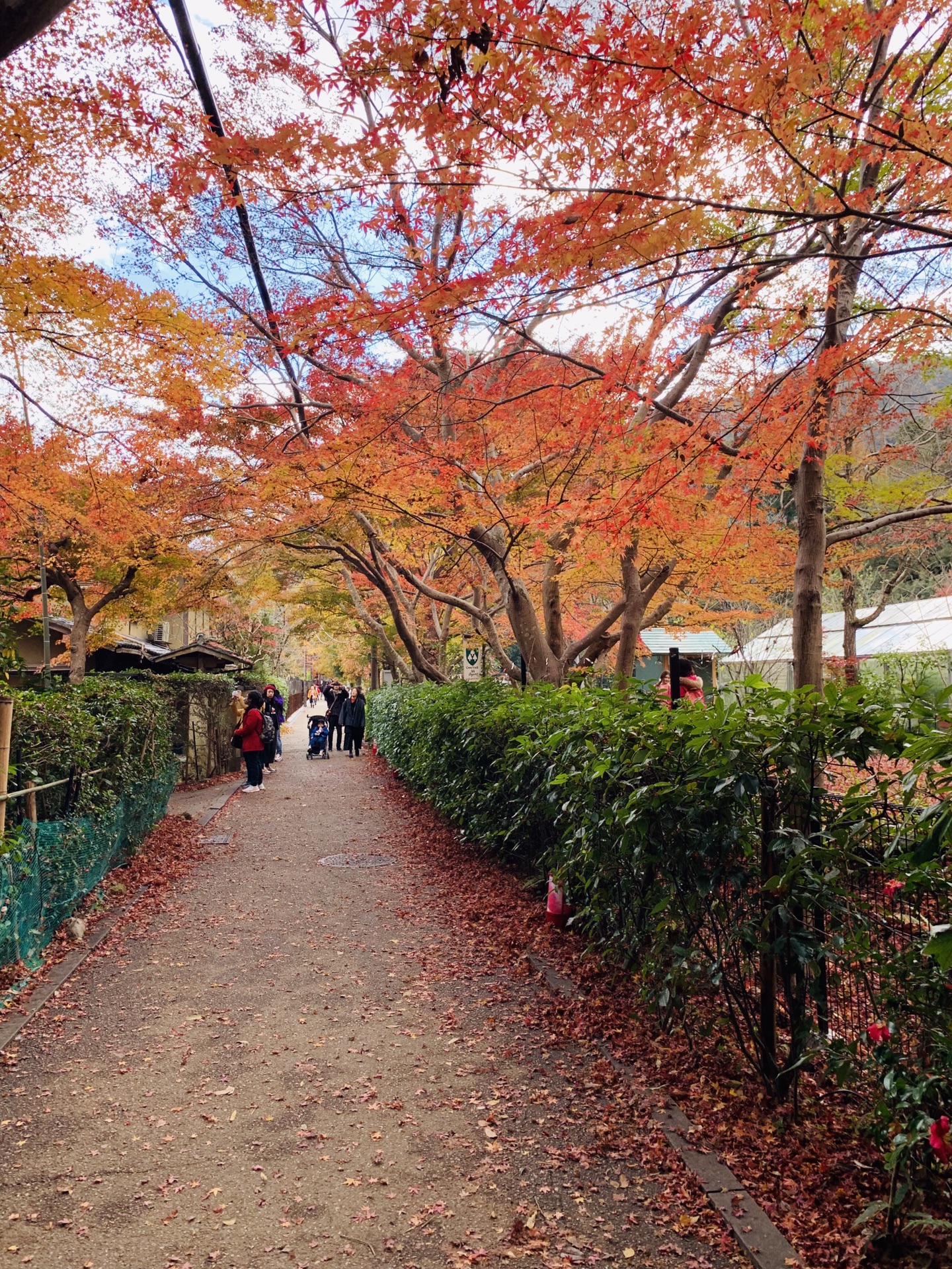 京都自助遊攻略