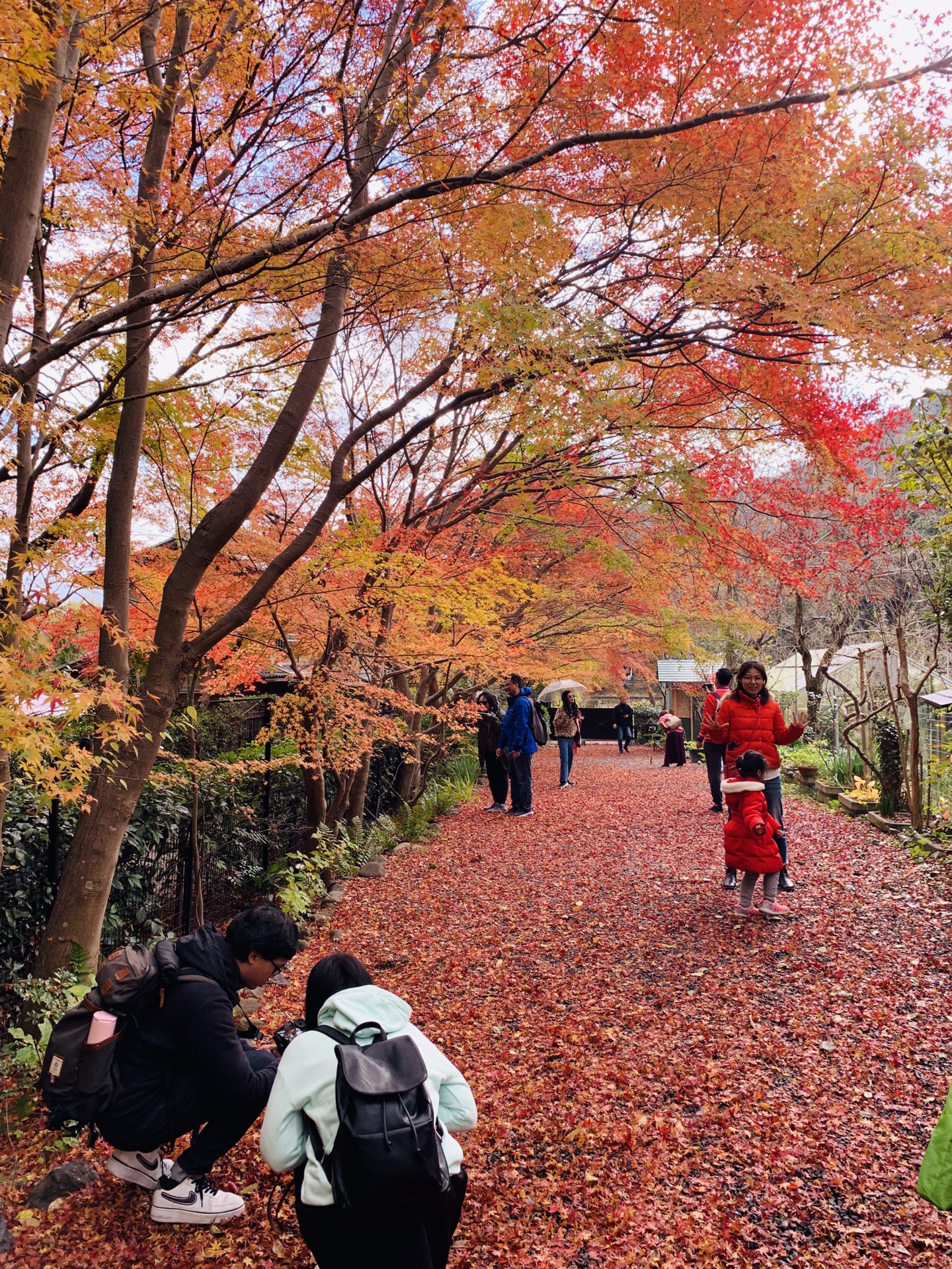 京都自助遊攻略