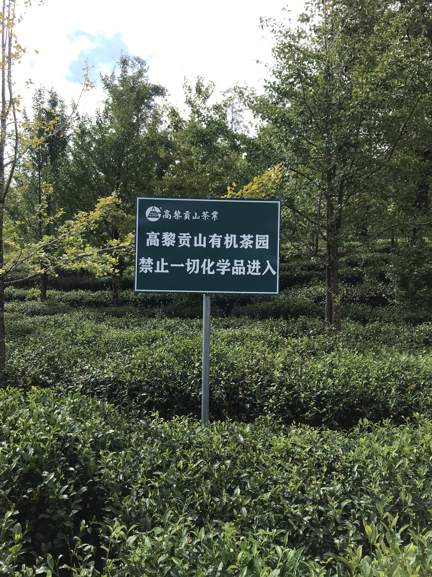 騰衝自助遊攻略