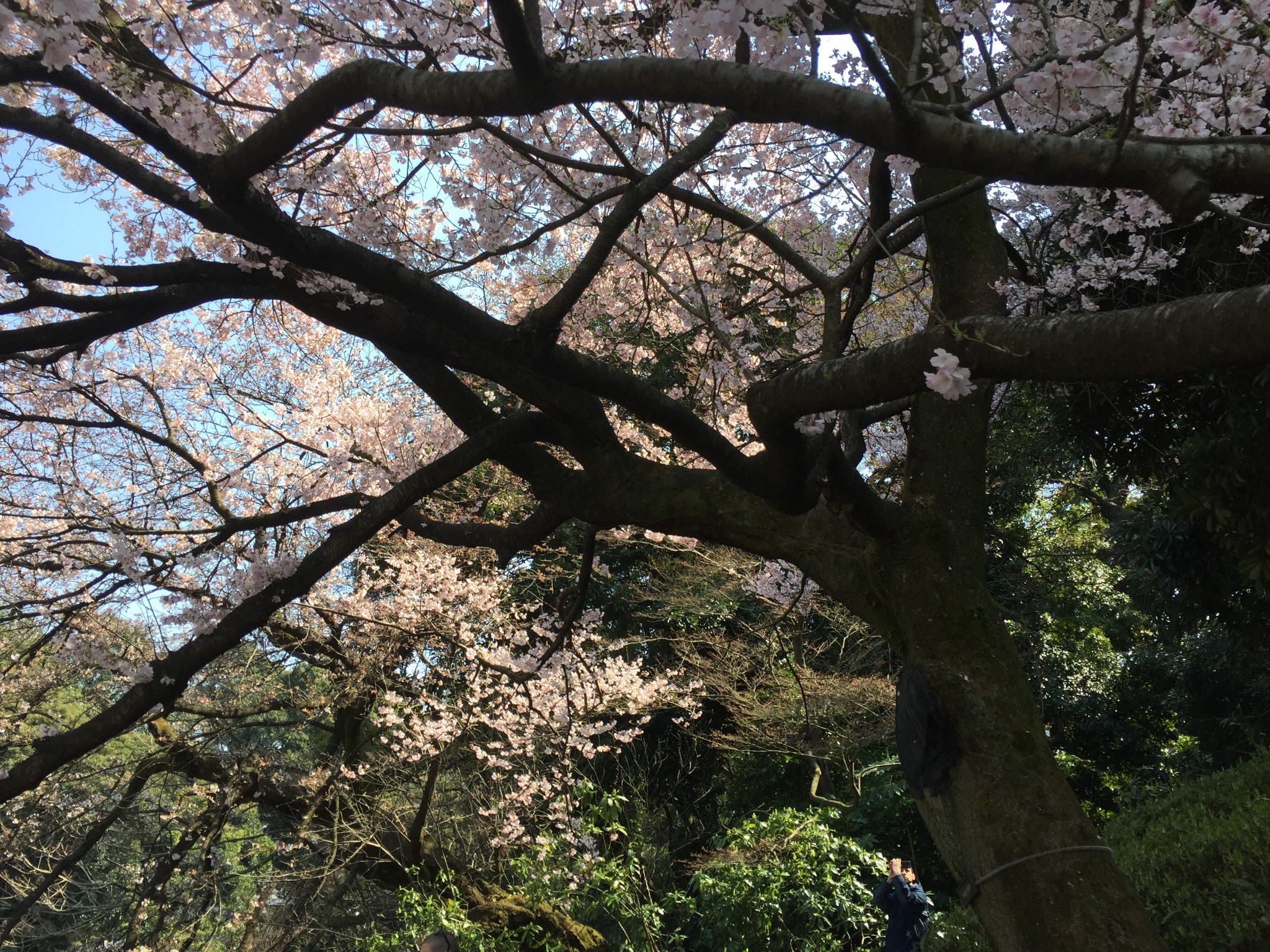 東京自助遊攻略