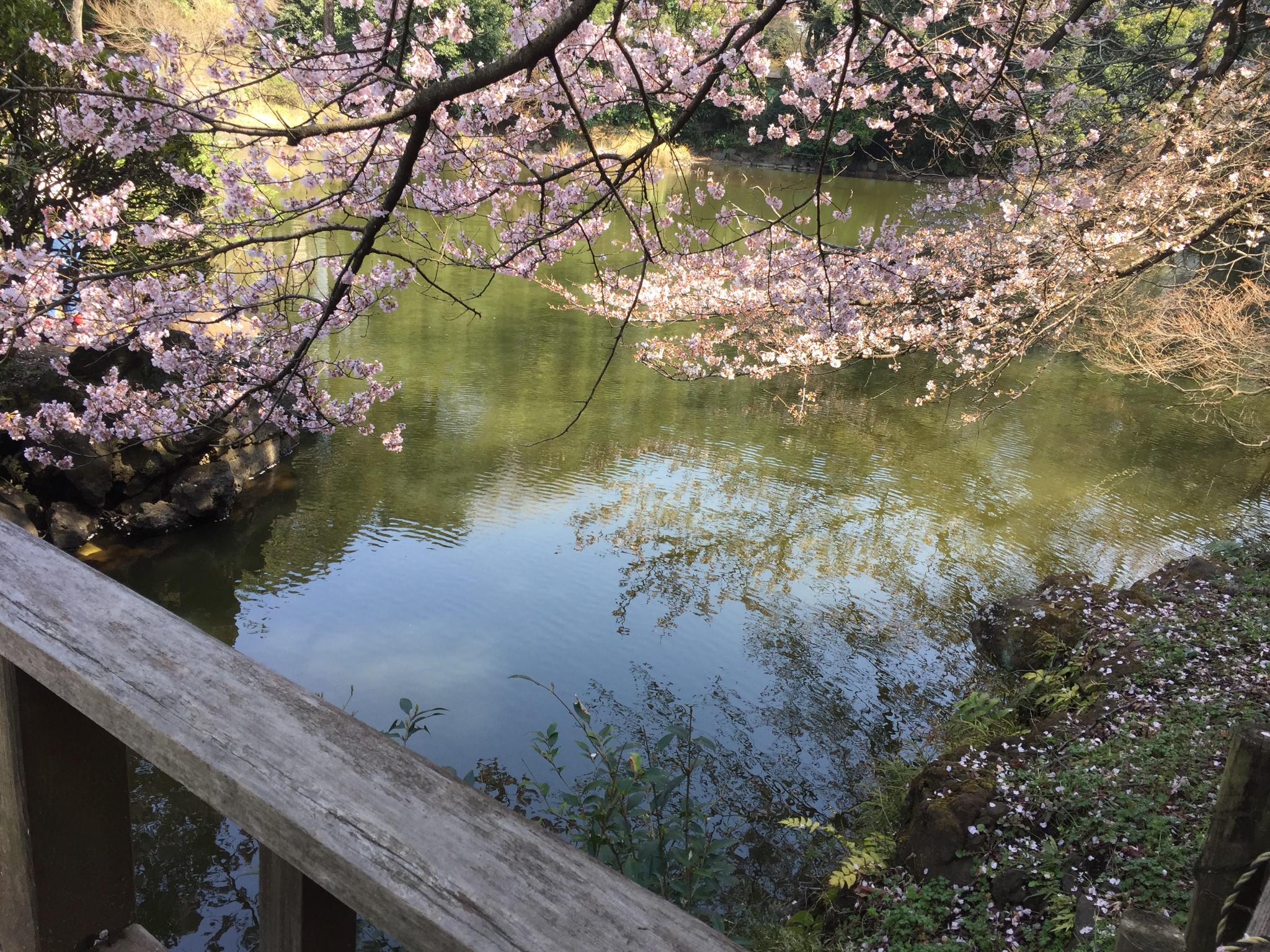 東京自助遊攻略