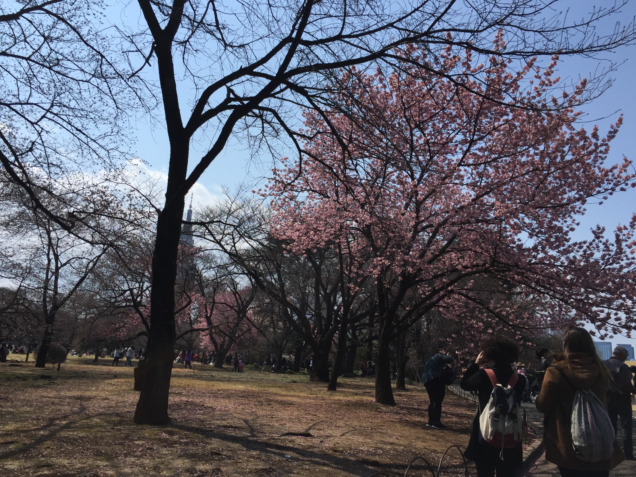 東京自助遊攻略