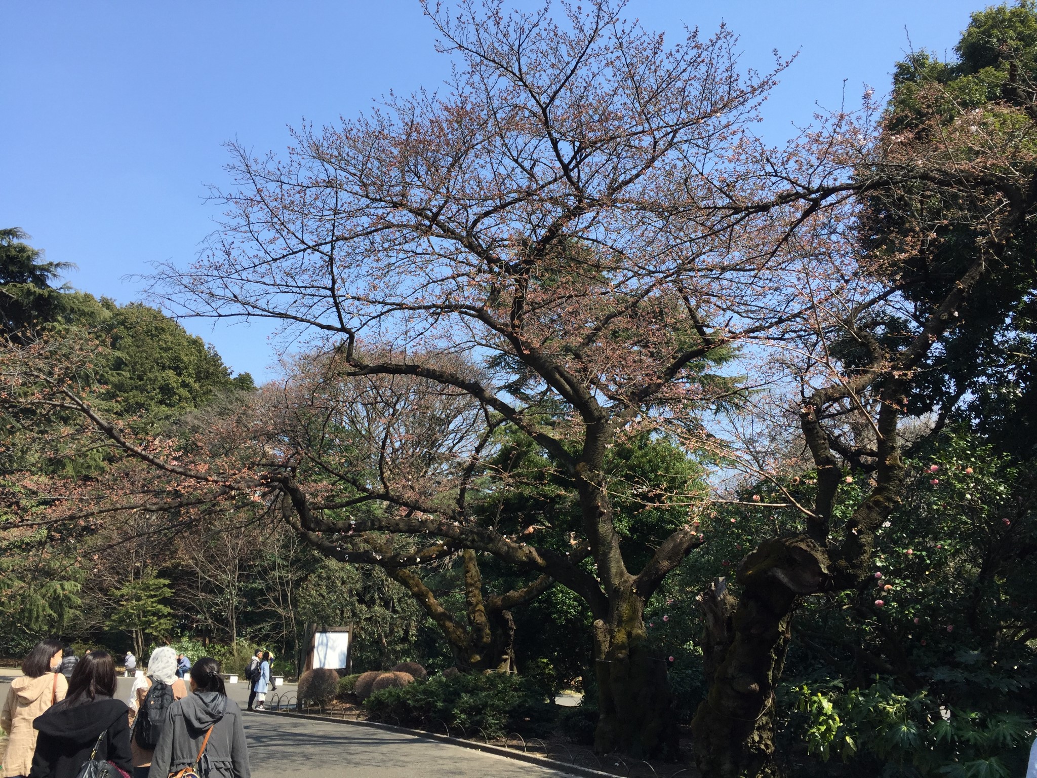 東京自助遊攻略