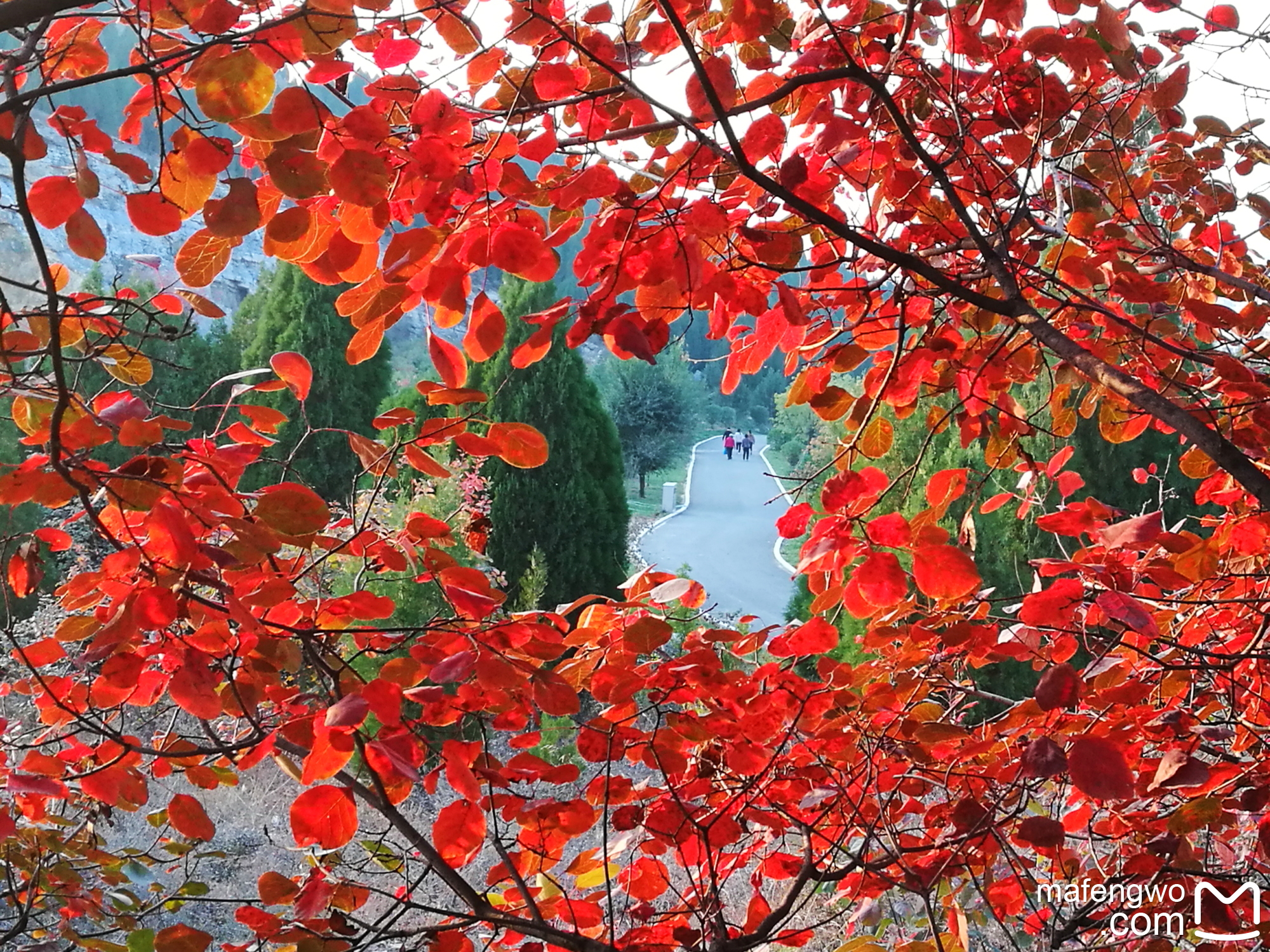 围子山秋色-济南点滴39_游记