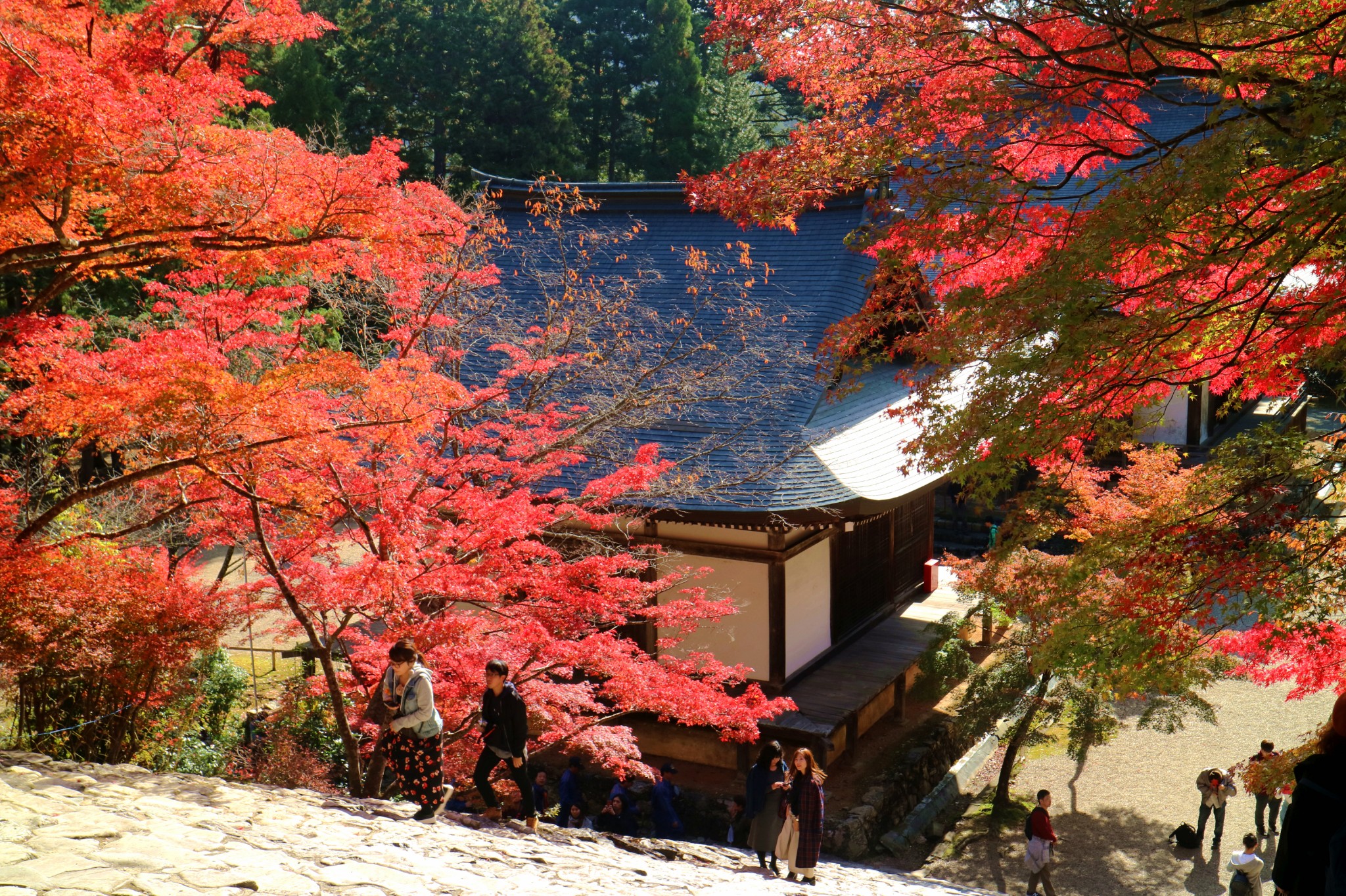 京都自助遊攻略