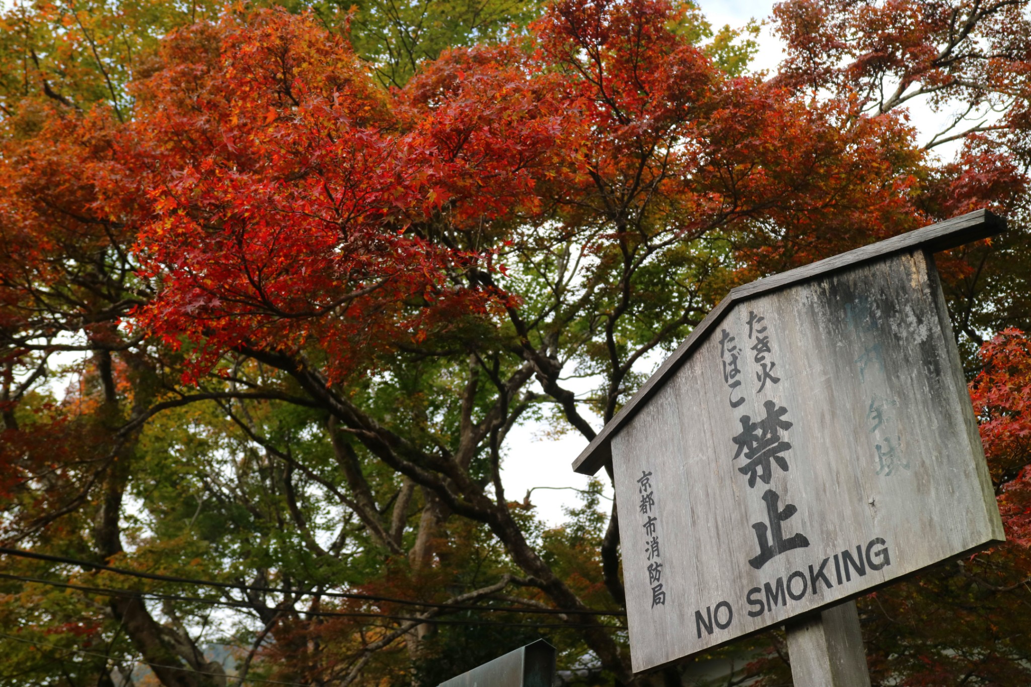 京都自助遊攻略