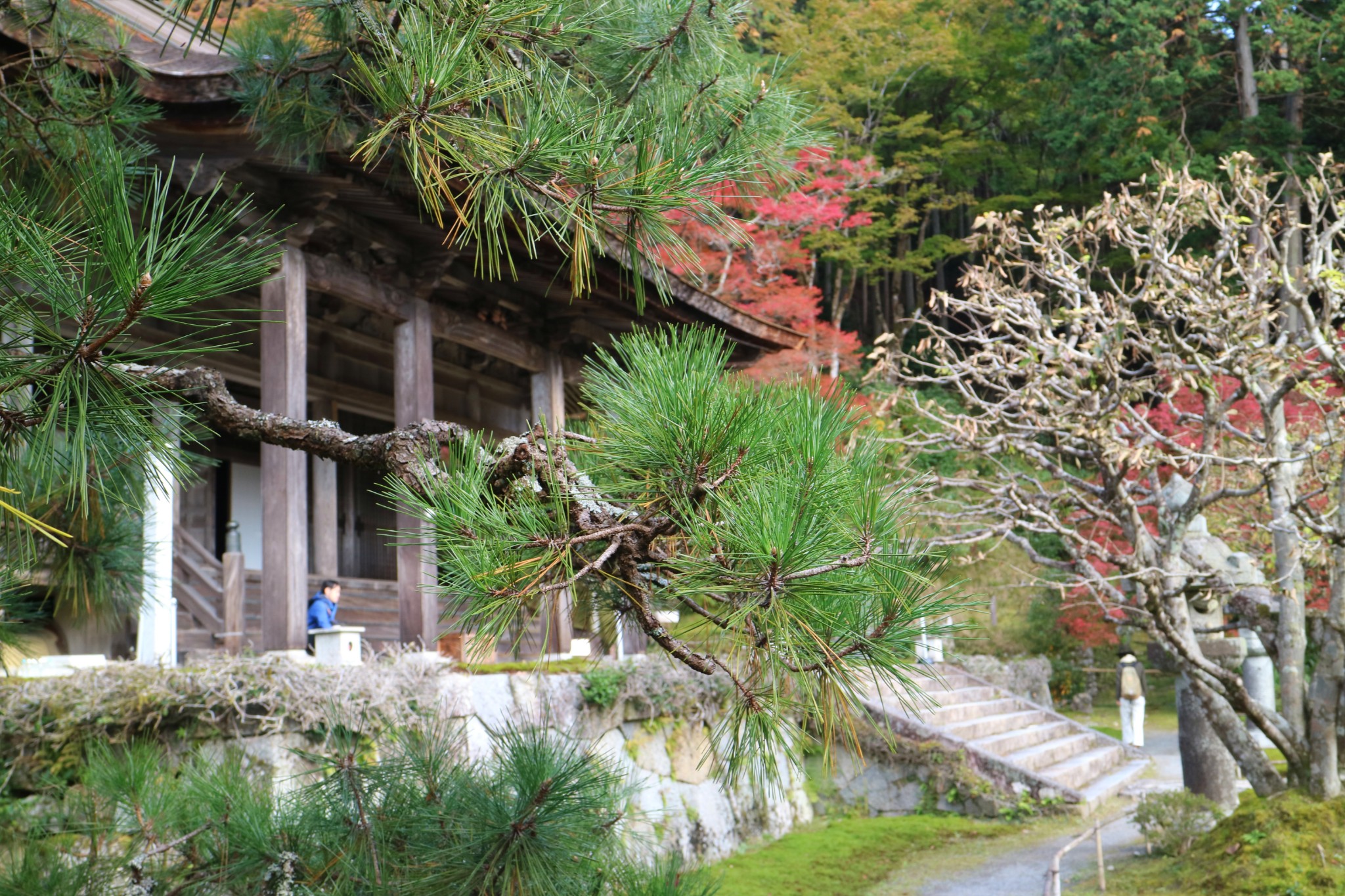 京都自助遊攻略