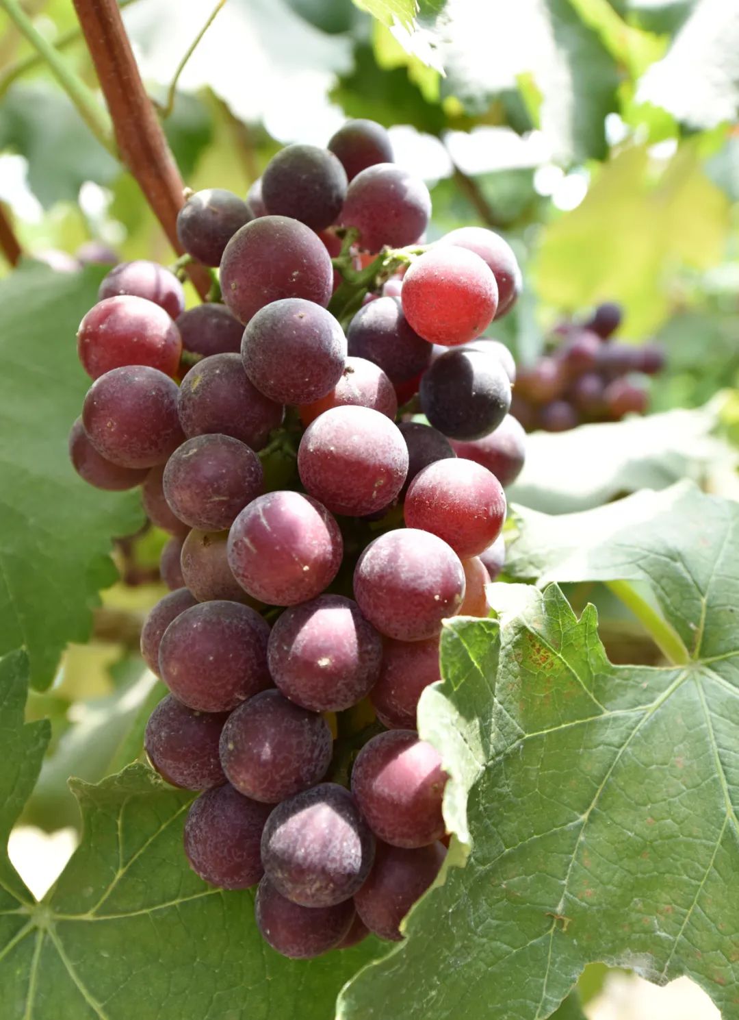 萄你欢心中垾葡萄全面上市