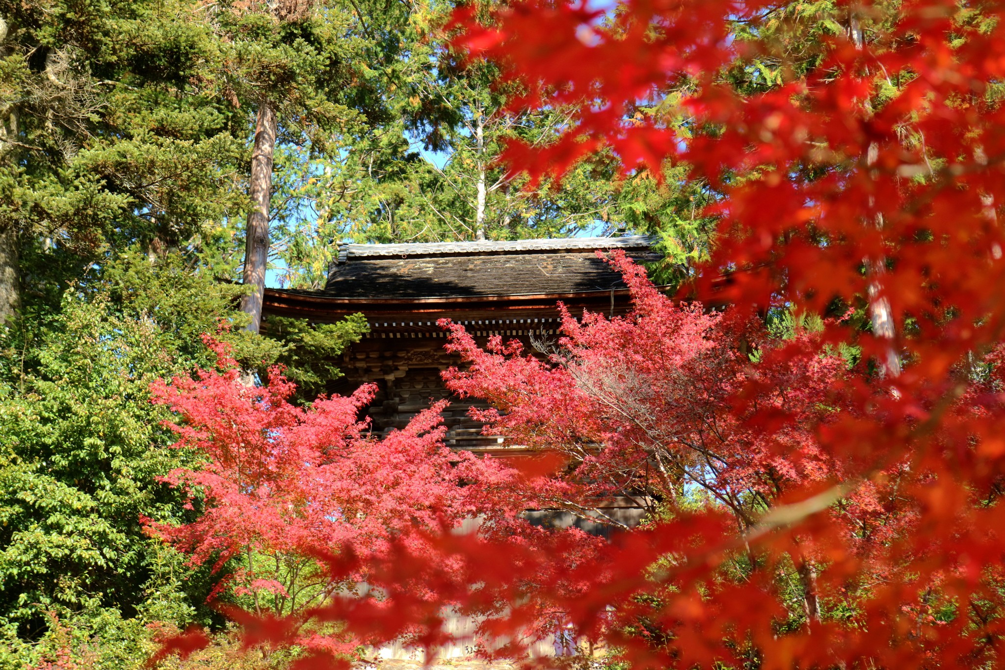 京都自助遊攻略