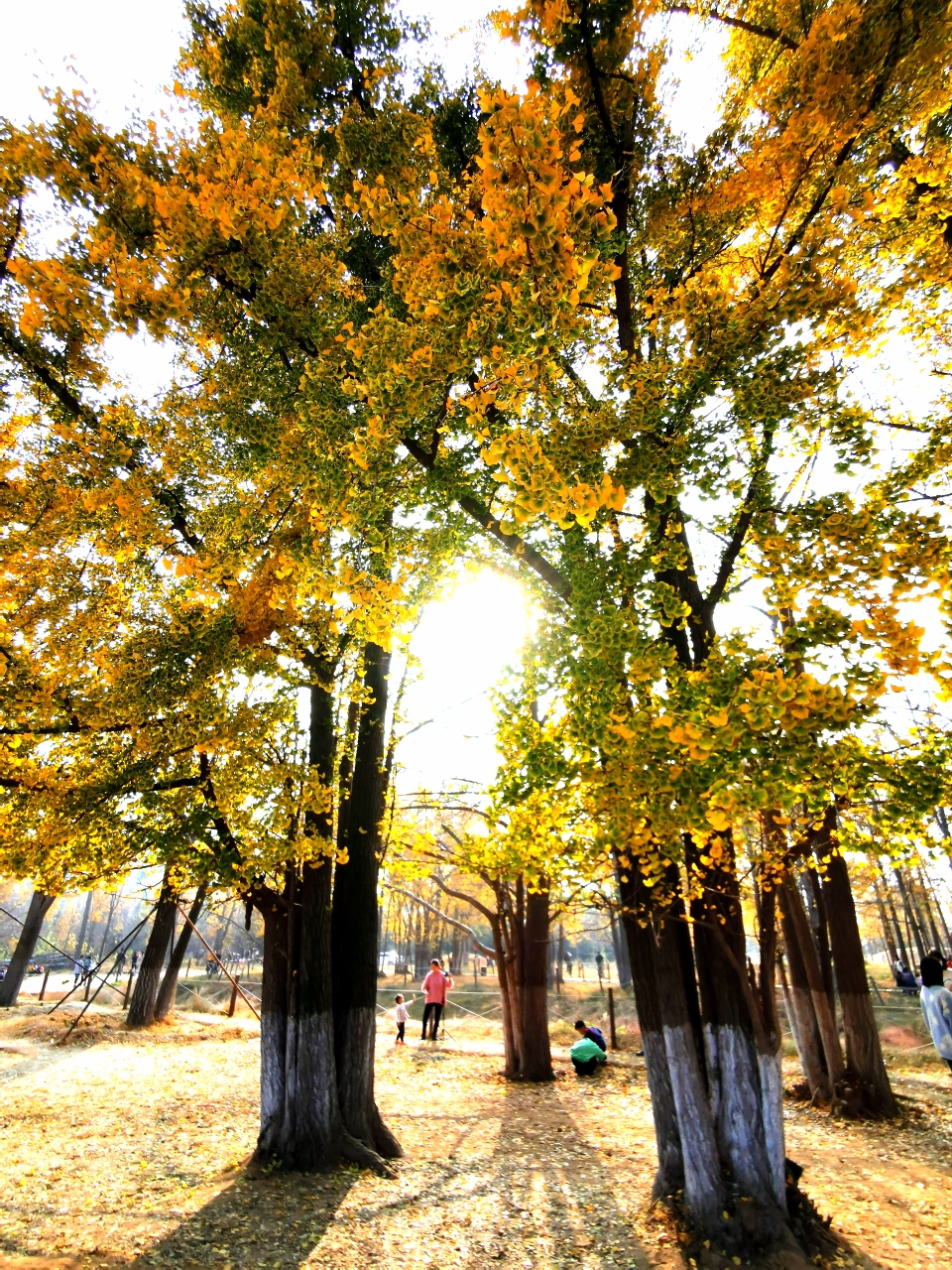 临沂行之银杏林(2020.11.15～16)