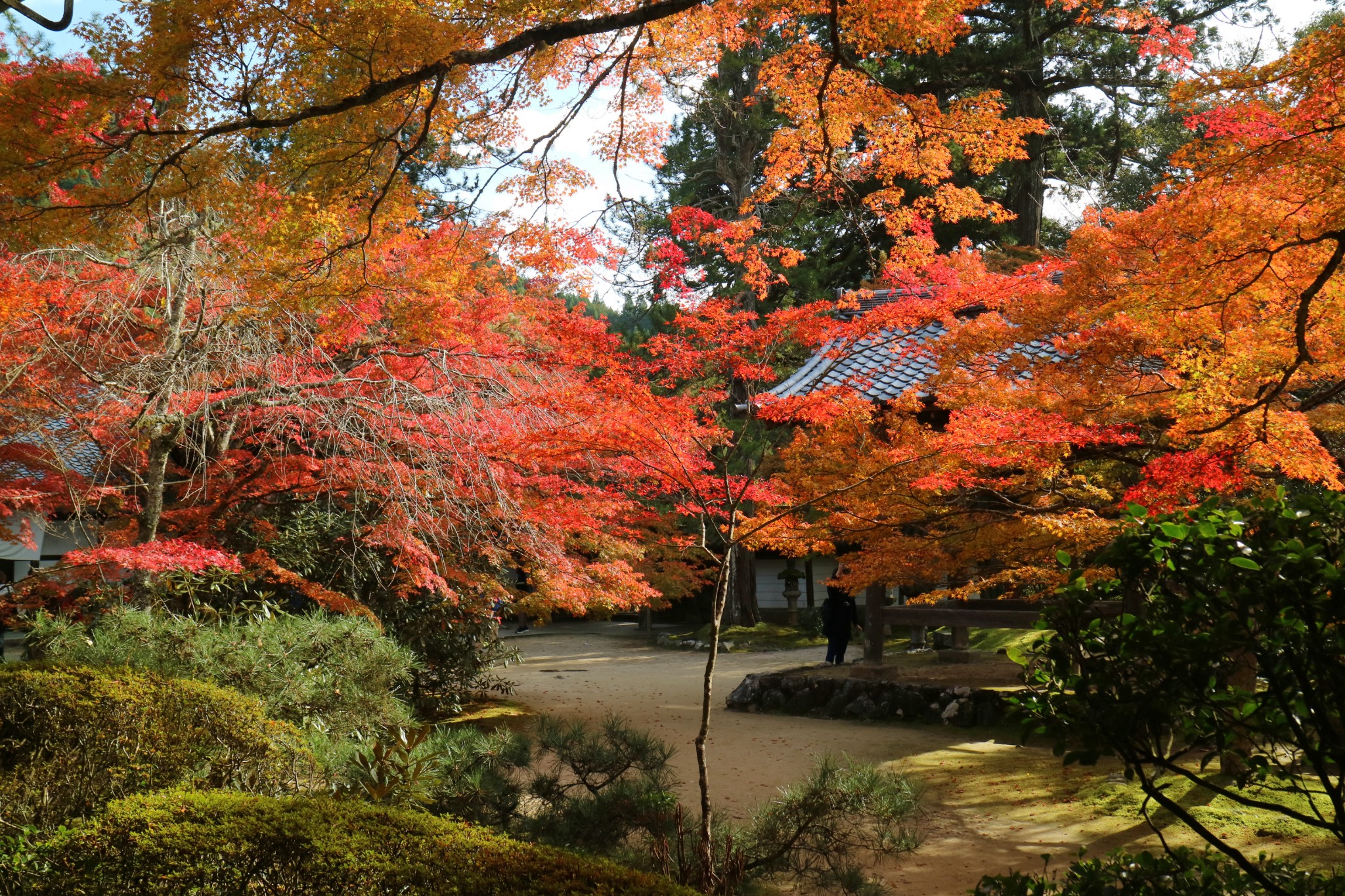 京都自助遊攻略