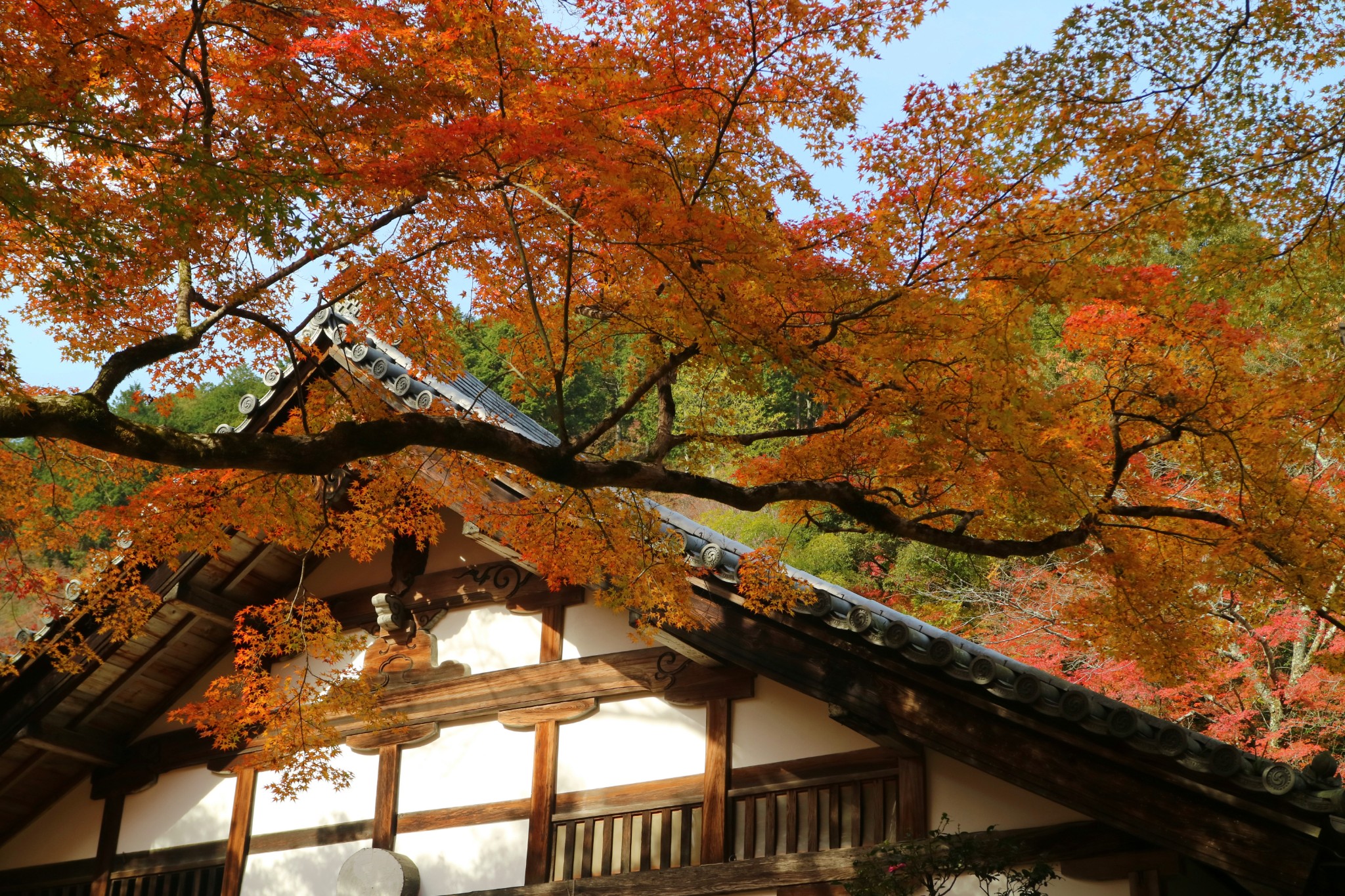 京都自助遊攻略