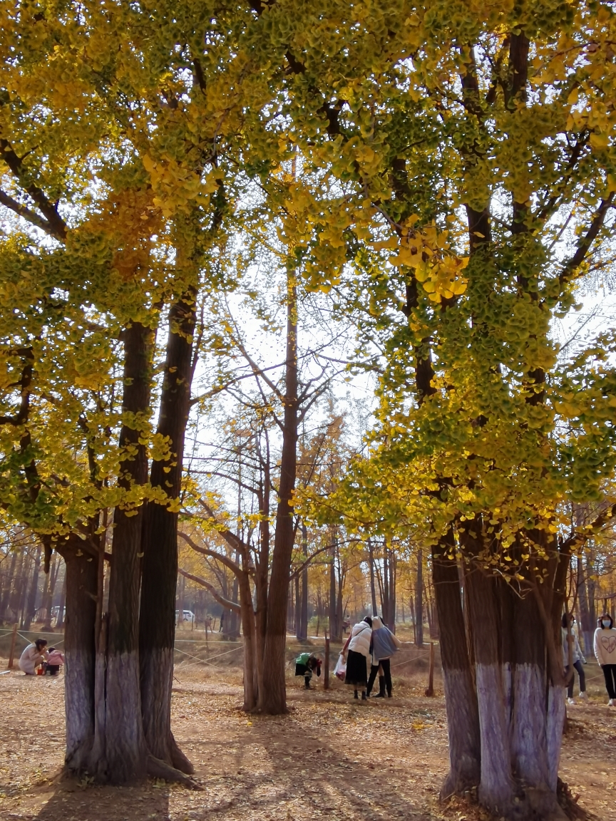 临沂行之银杏林(2020.11.15～16)