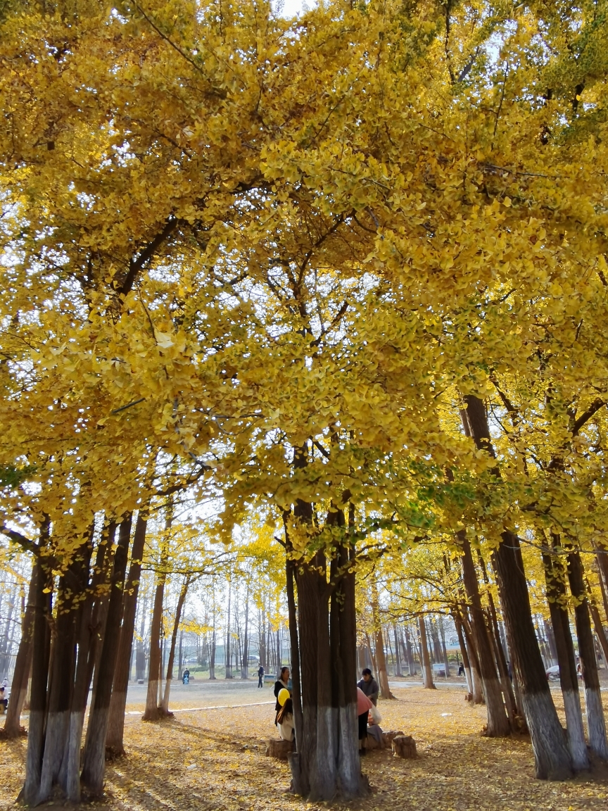 临沂行之银杏林(2020.11.15～16)