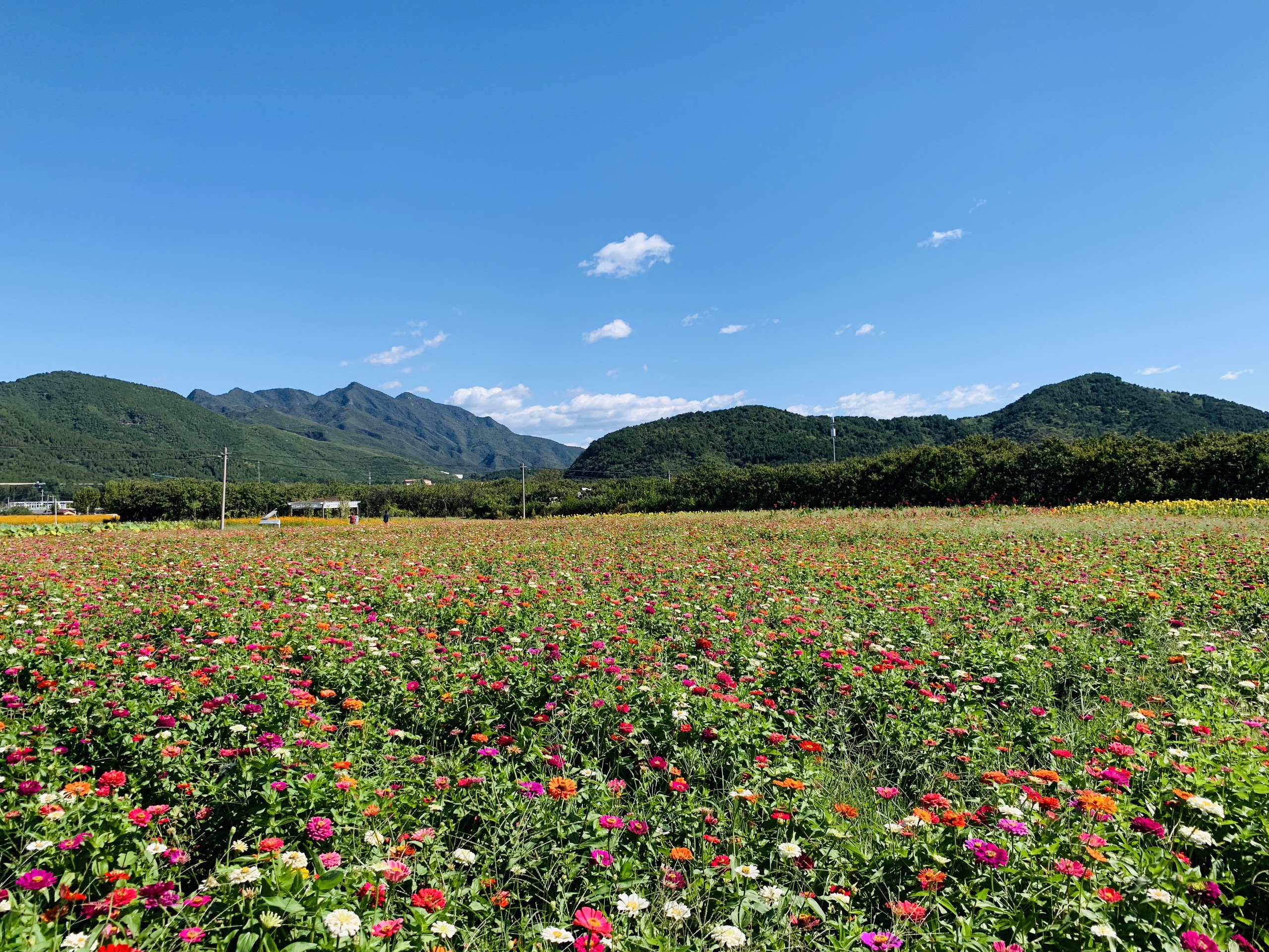 黄花梨树苗适合在哪里种植