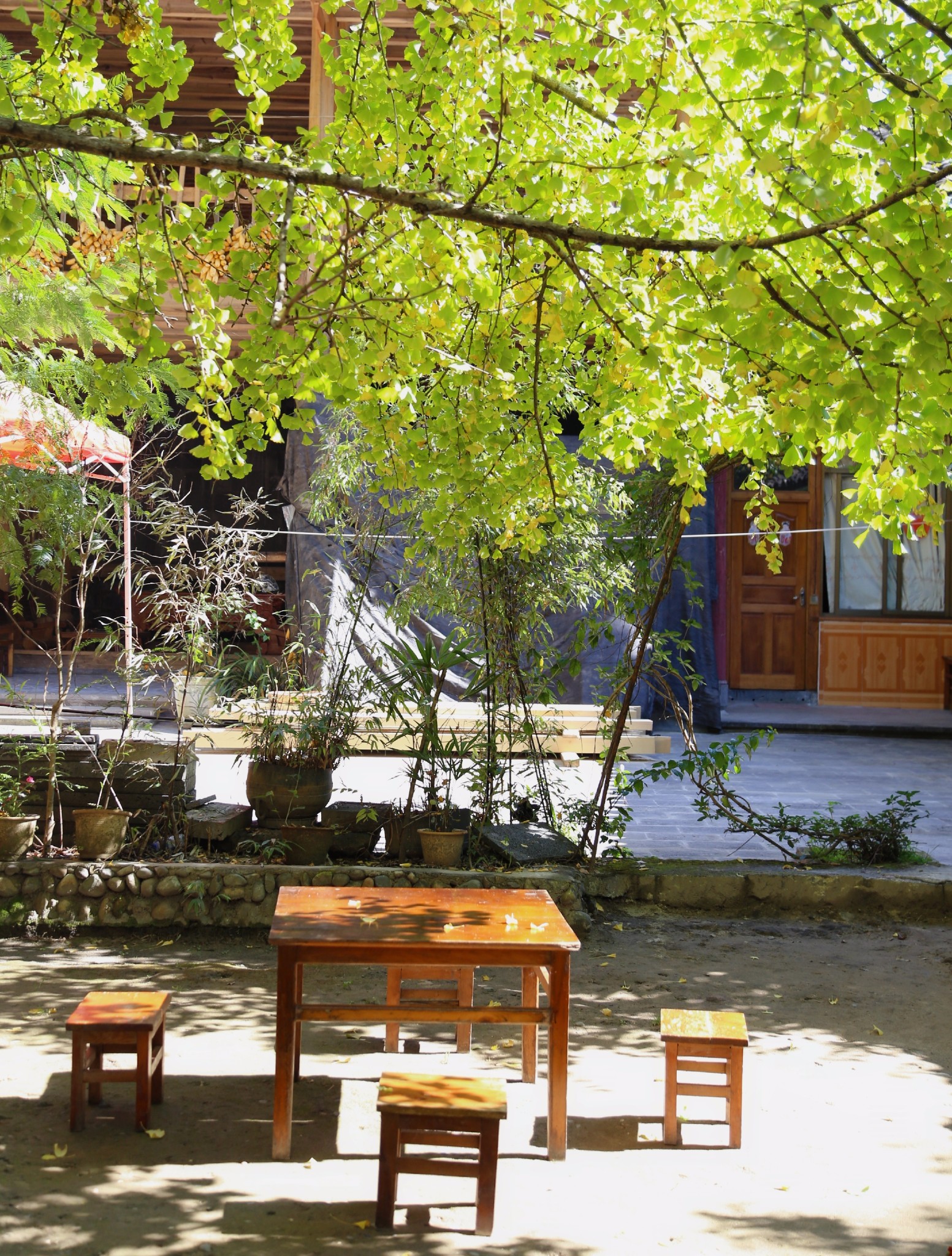 云南腾冲银杏观赏攻略,一起"扫黄"吧!