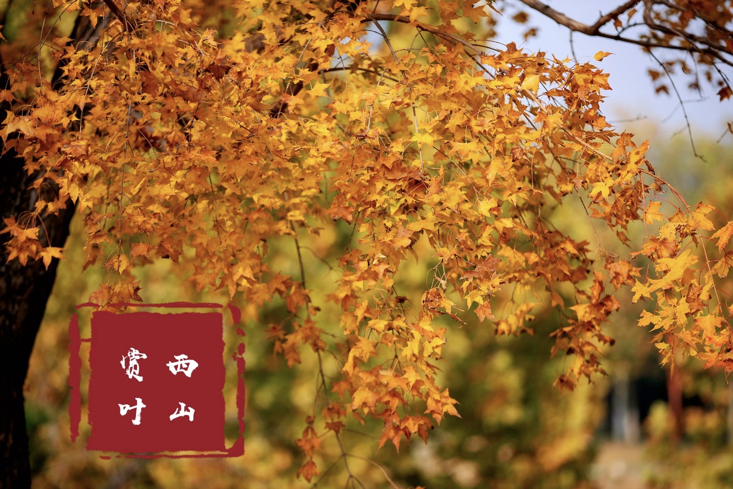 请问北京现在枫叶红了吗 周末去的人会不会非常多 马蜂窝