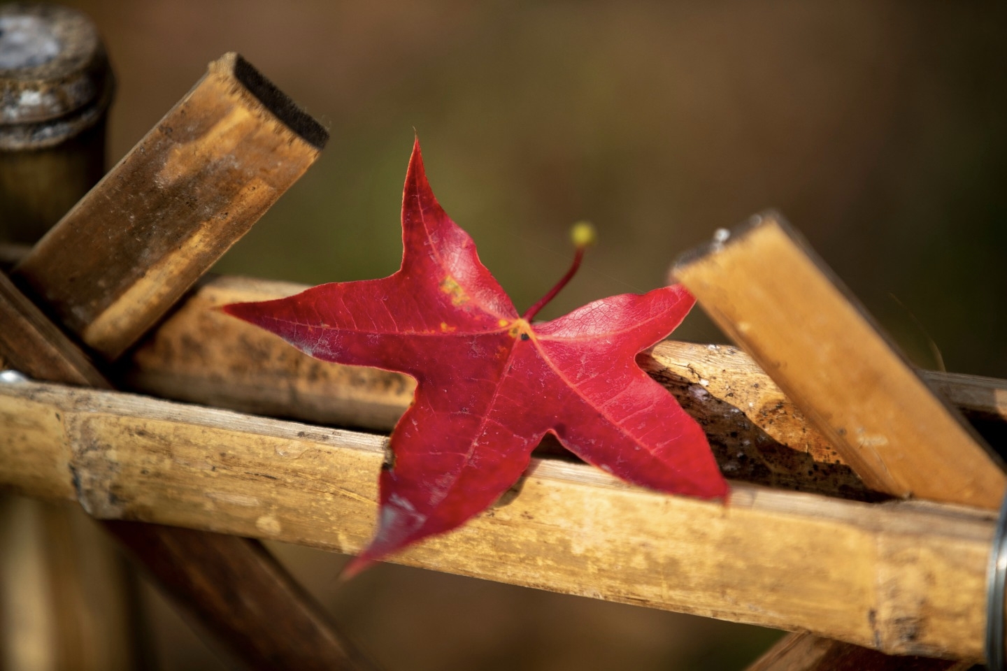 请问北京现在枫叶红了吗 周末去的人会不会非常多 马蜂窝