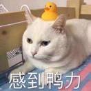 什么