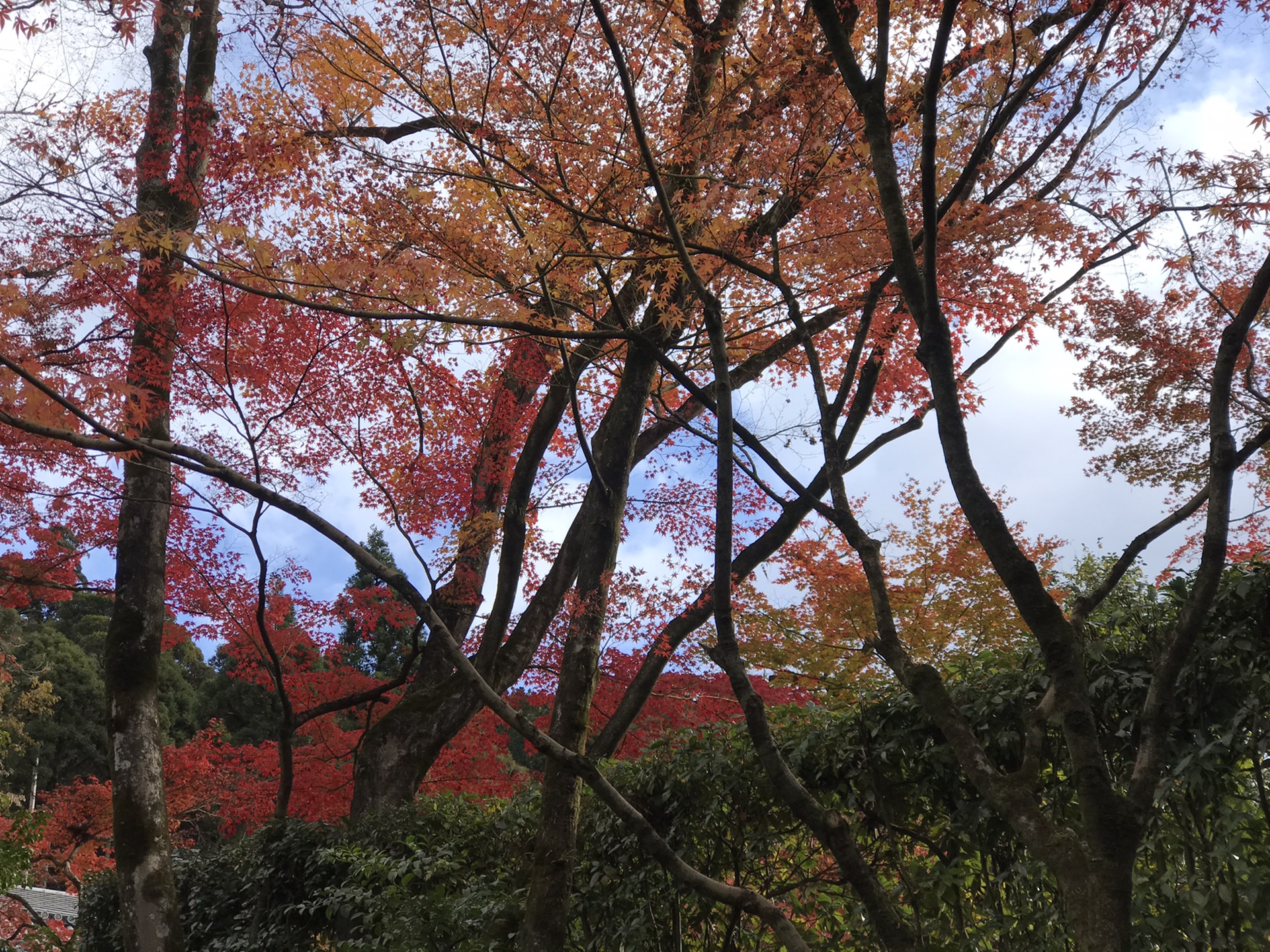 京都自助遊攻略