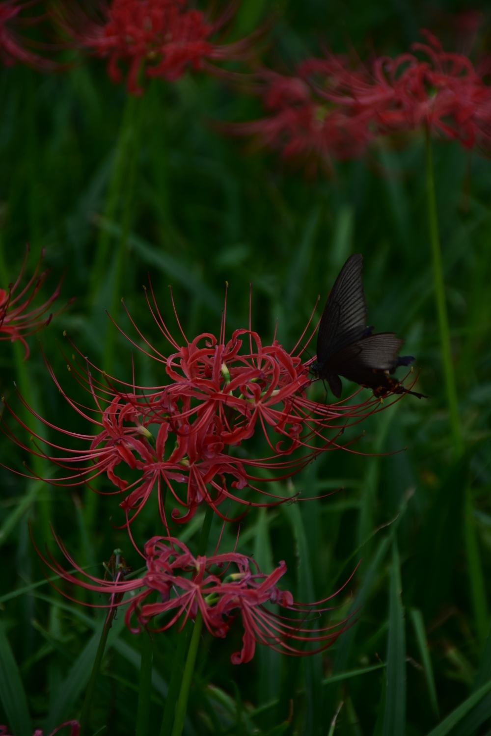 彼岸花(石蒜),花开不见叶,叶生不见花,一生一世,花叶两相错.