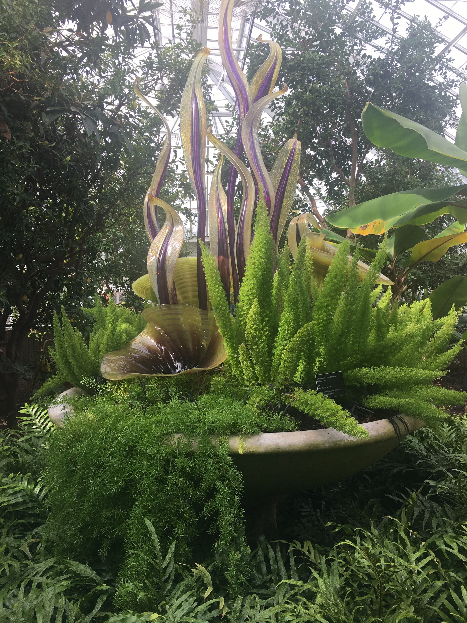 菲普斯温室植物园攻略 菲普斯温室植物园门票 地址 菲普斯温室植物园景点攻略 马蜂窝