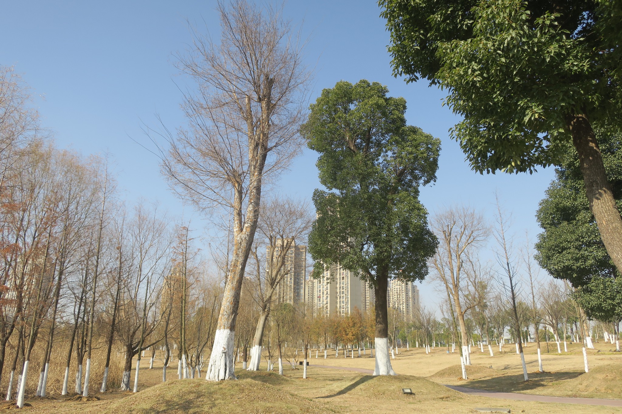 无阳光毋宁死武汉北太子湖公园