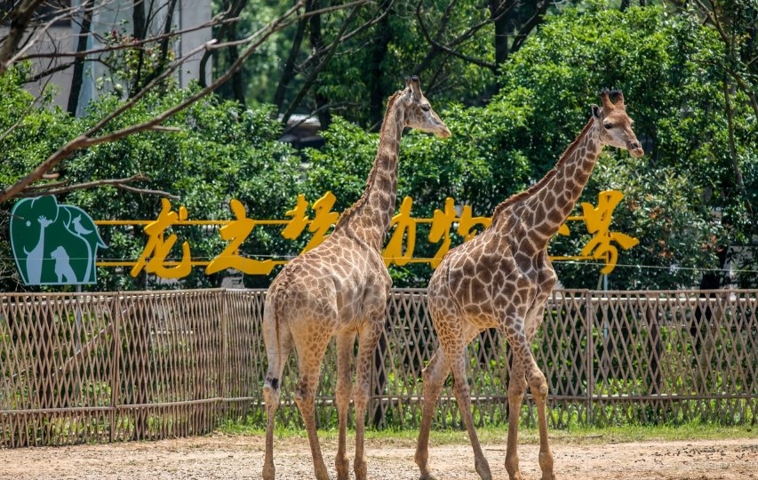 湖州龍之夢動物世界大酒店1晚住宿含雙早家庭主題親子房雙人動物世界