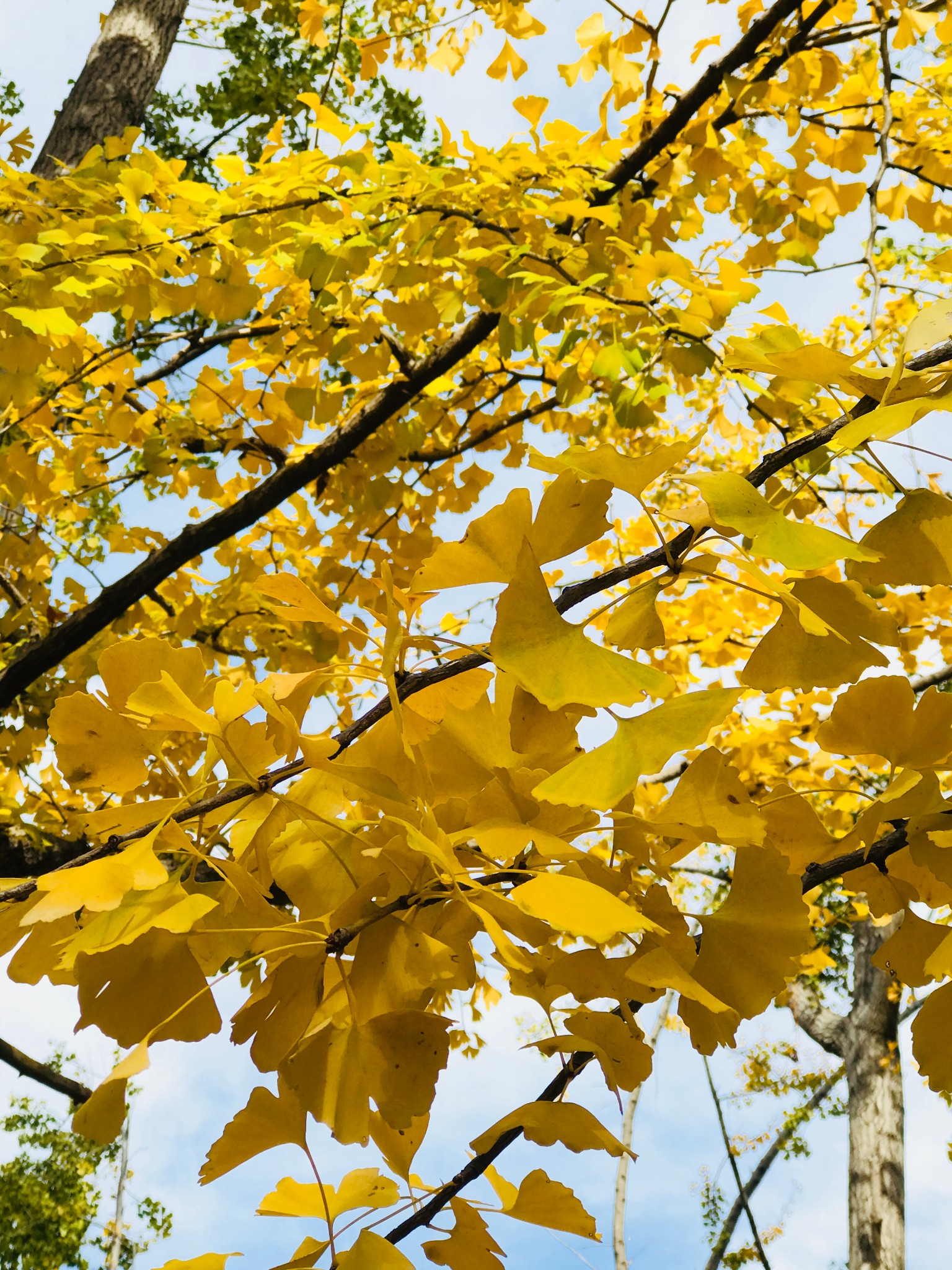 绝美日本红叶狩