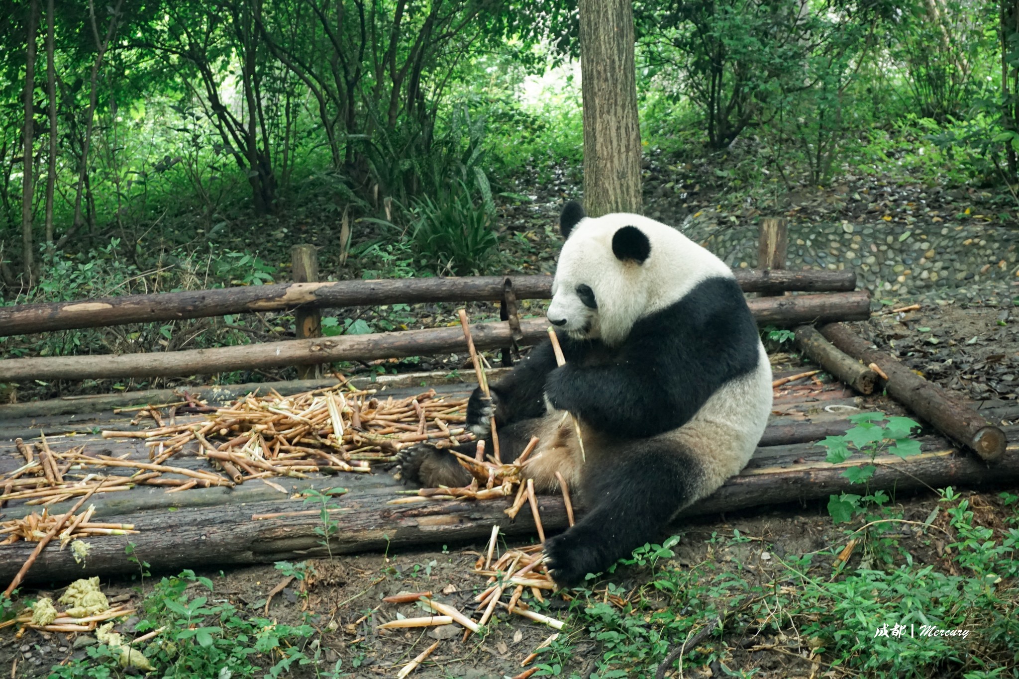 成都大熊猫繁育研究基地