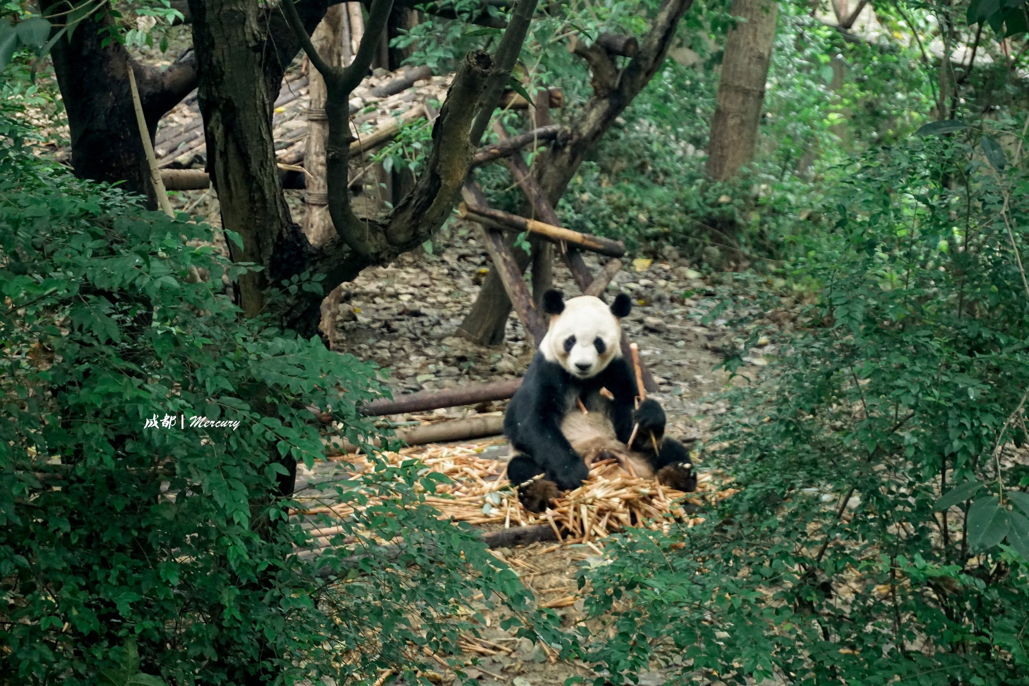 成都大熊猫繁育研究基地